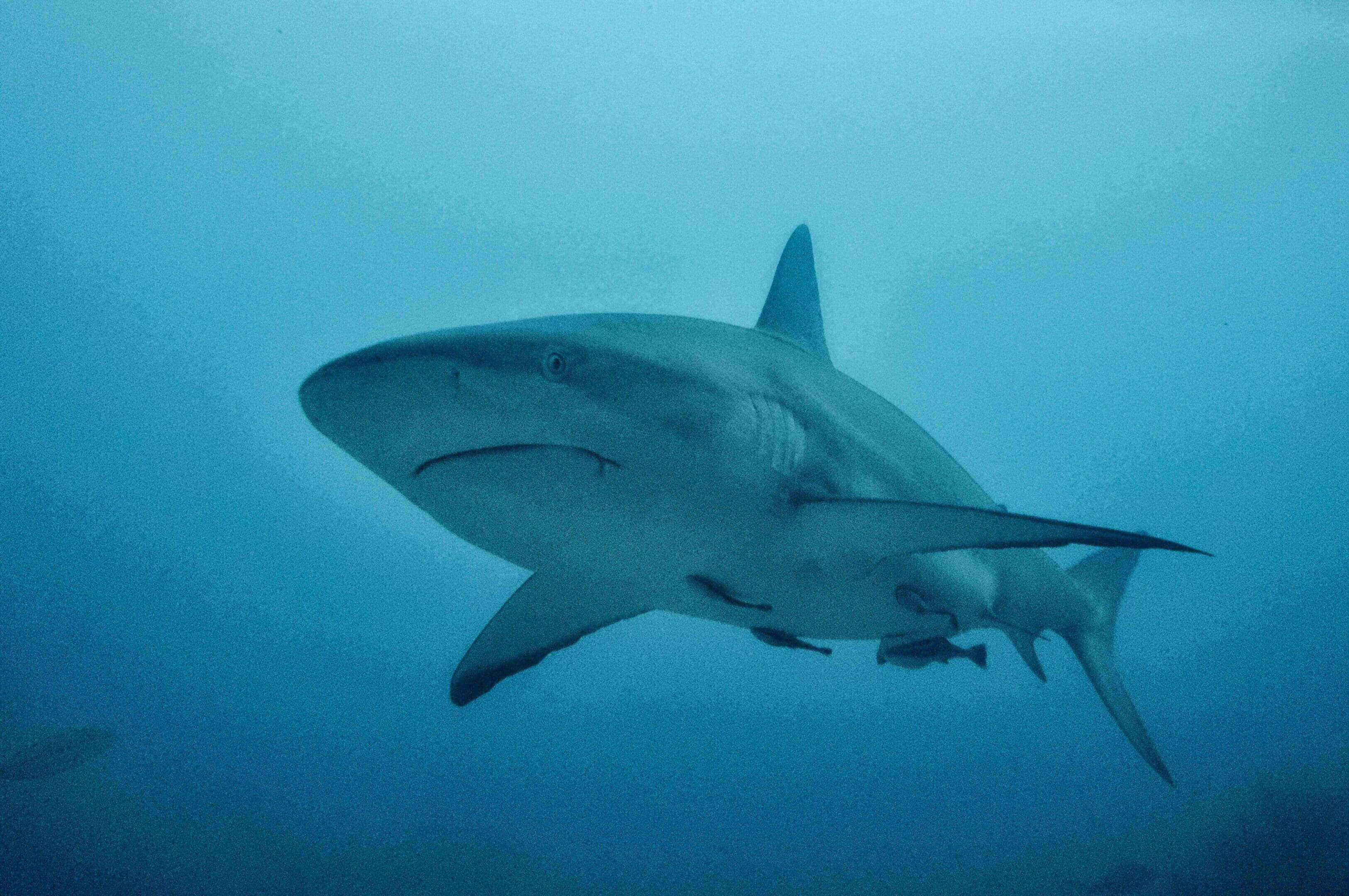 A shark swimming in the ocean under water.