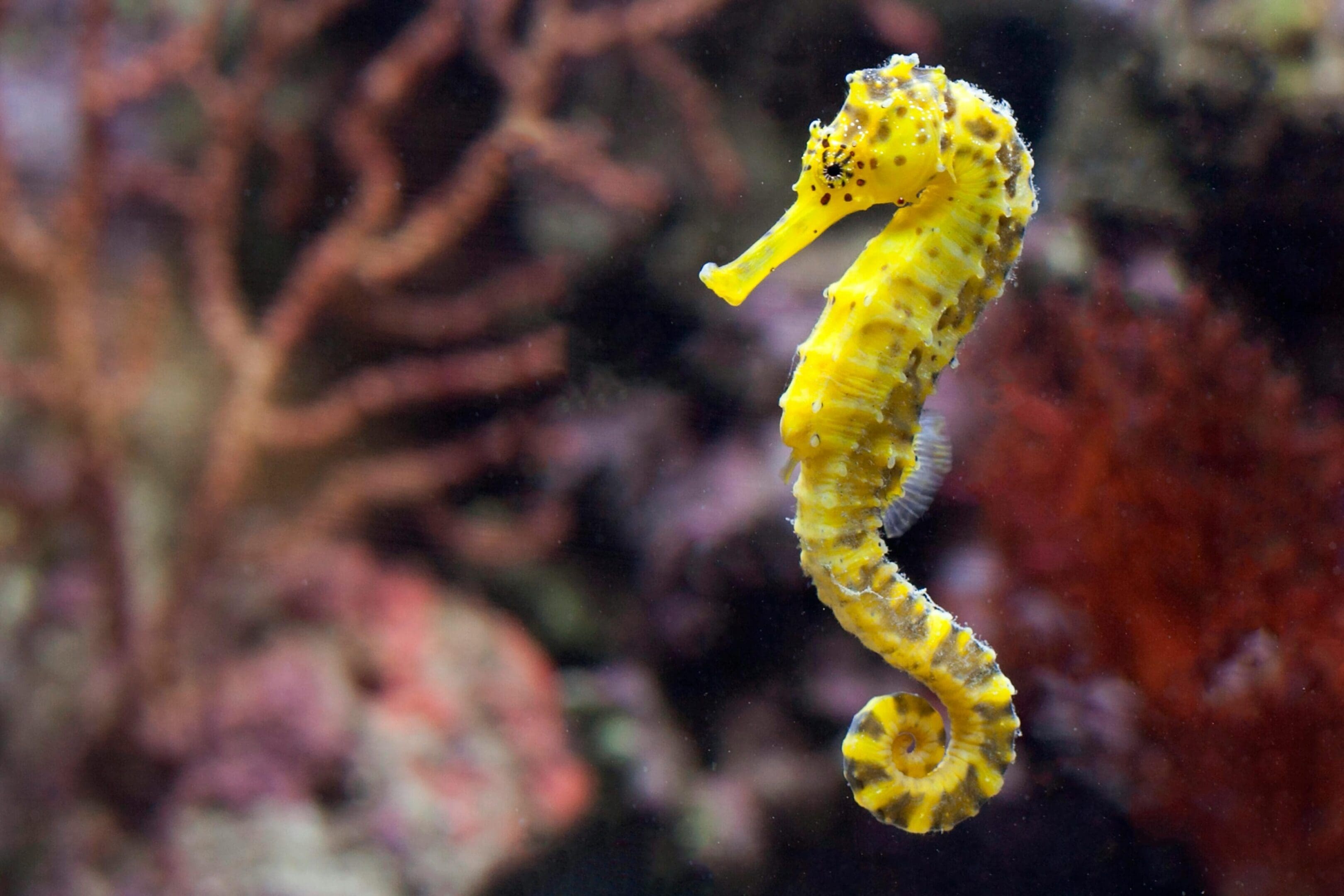 A yellow sea horse is swimming in the water.