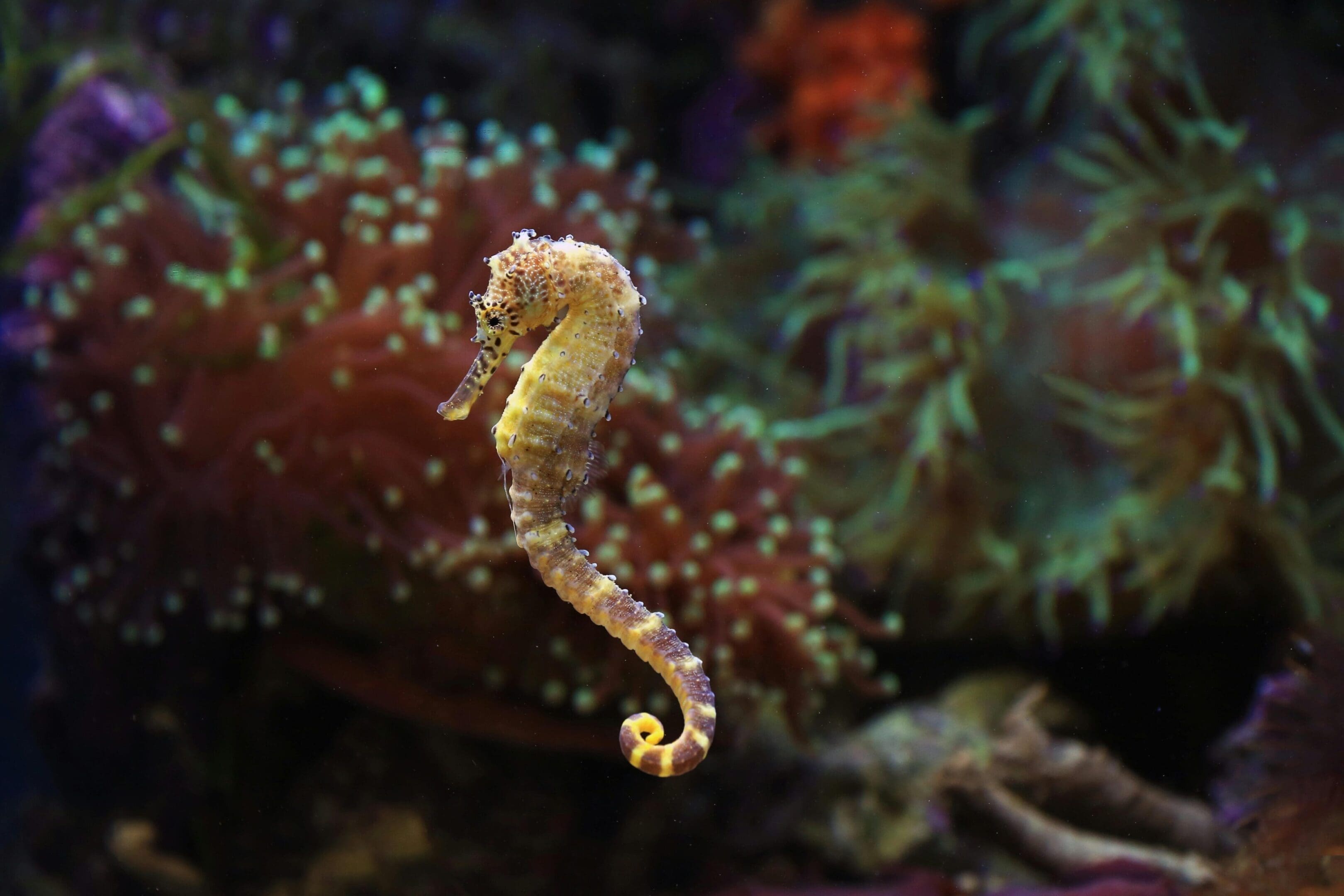 A yellow and white sea horse is in the water.
