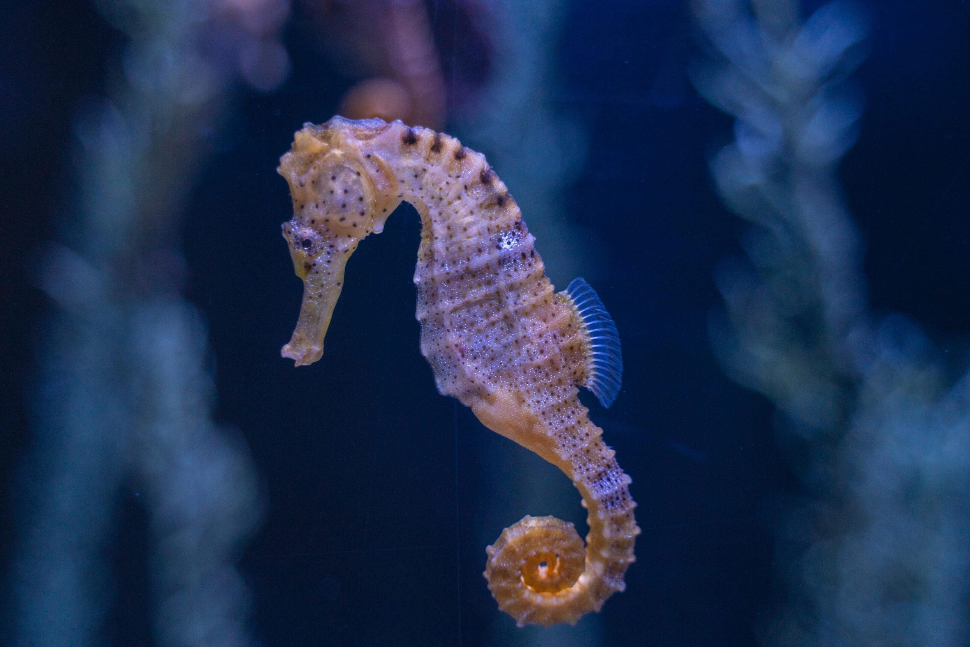 A purple sea horse is swimming in the water.