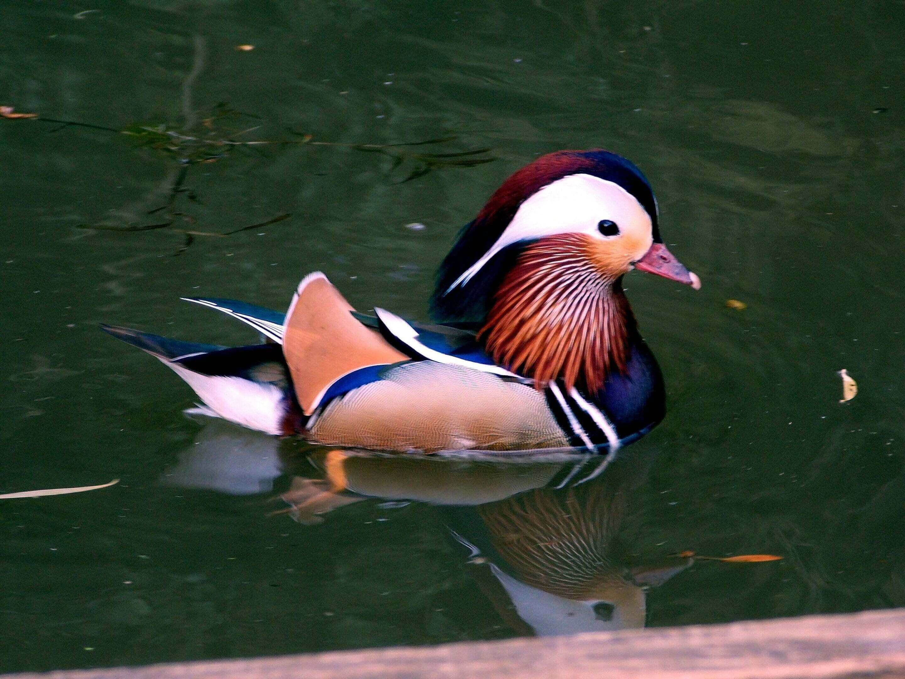 A duck swimming in the water near a wooden dock.