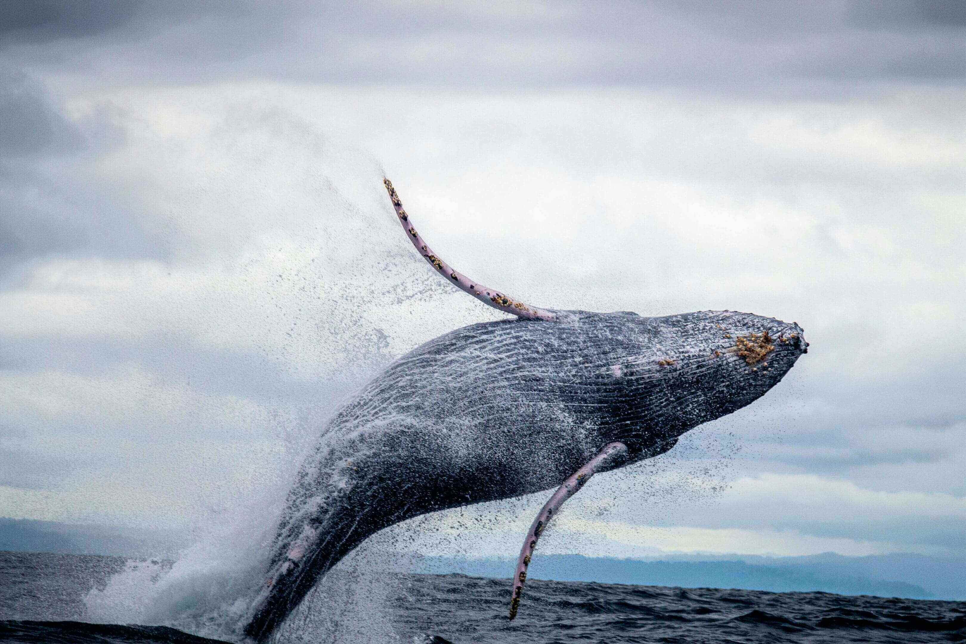A whale is jumping in the air on the ocean.