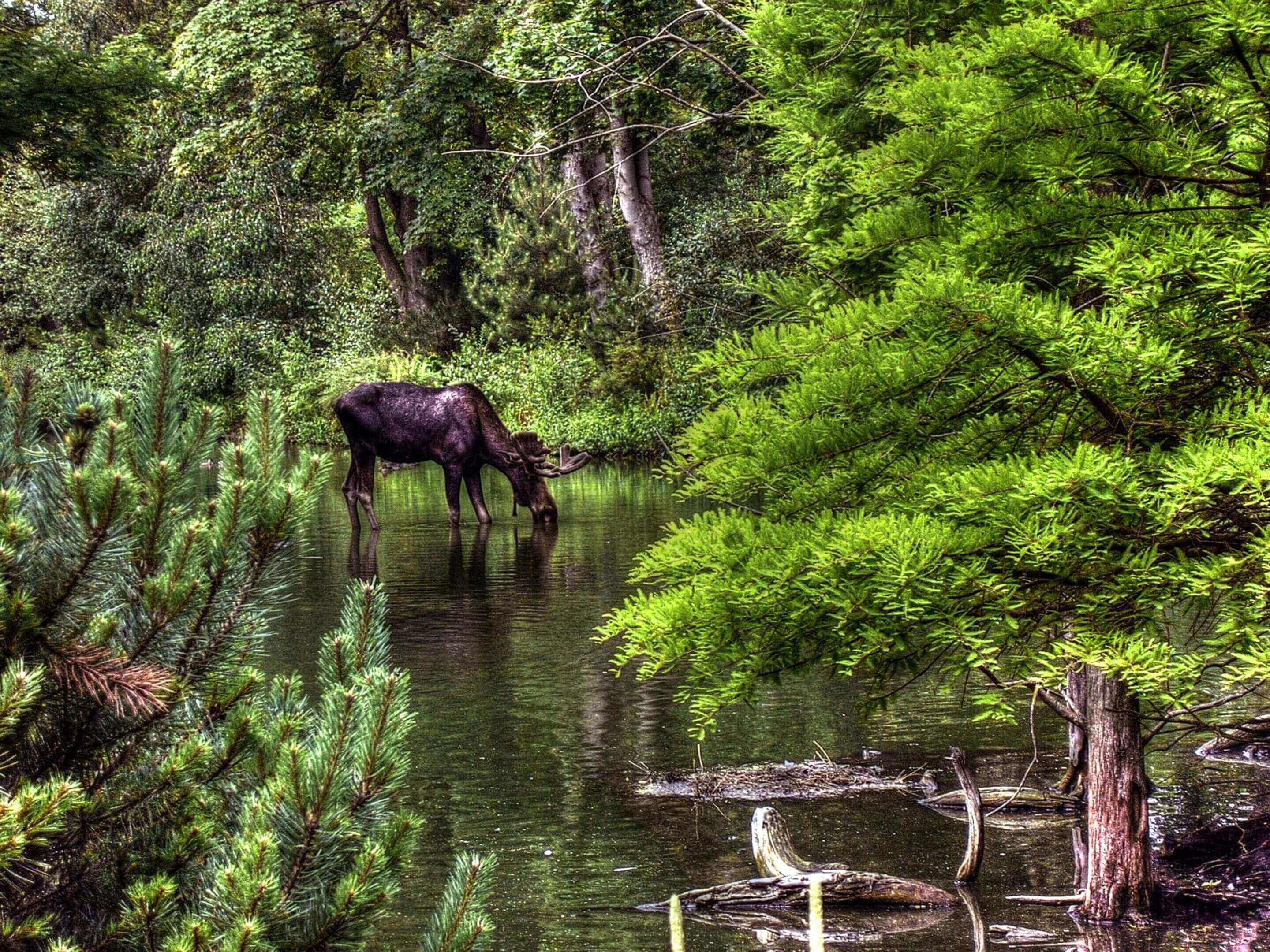 A moose is drinking water from the pond.