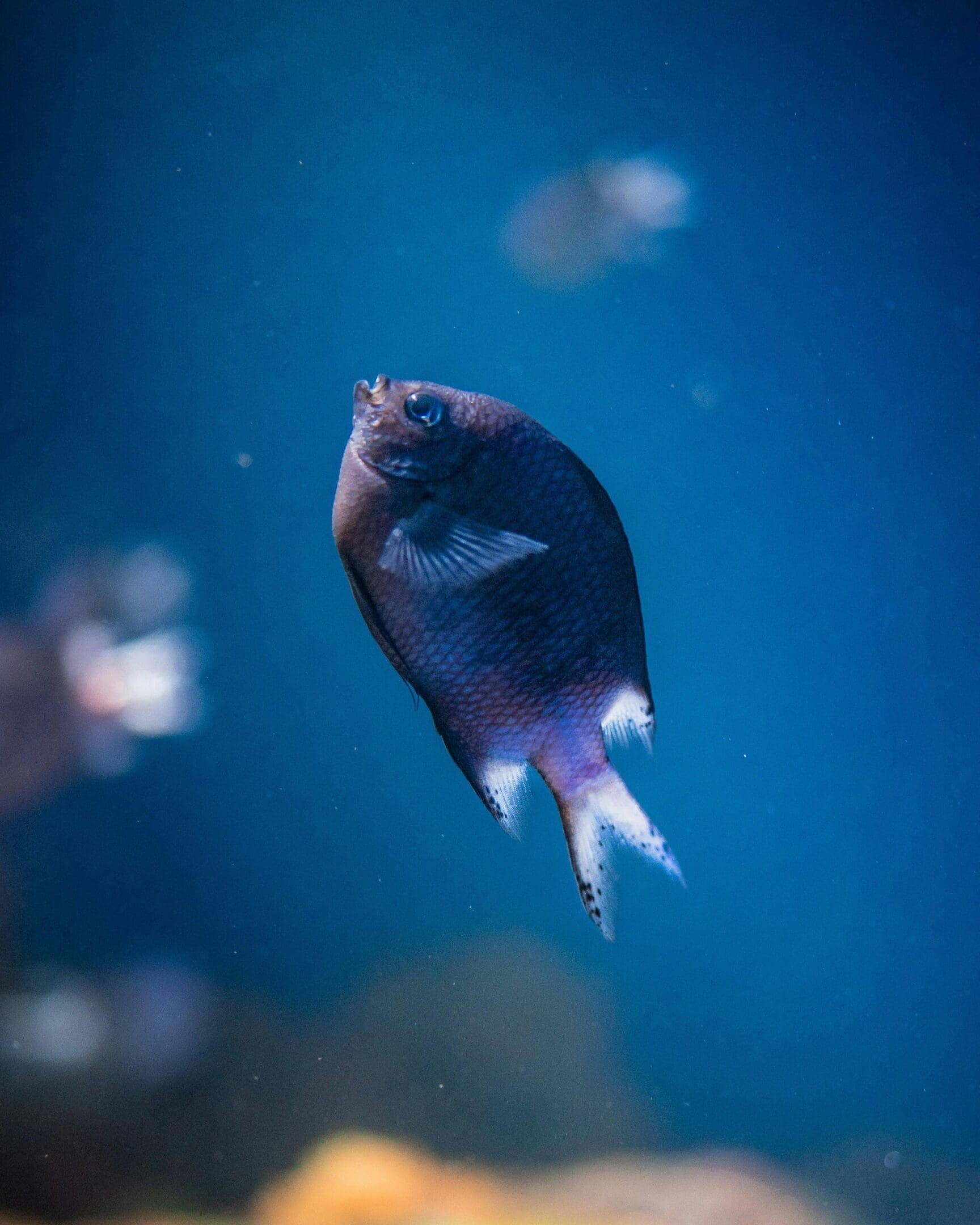Purple fish swimming underwater.