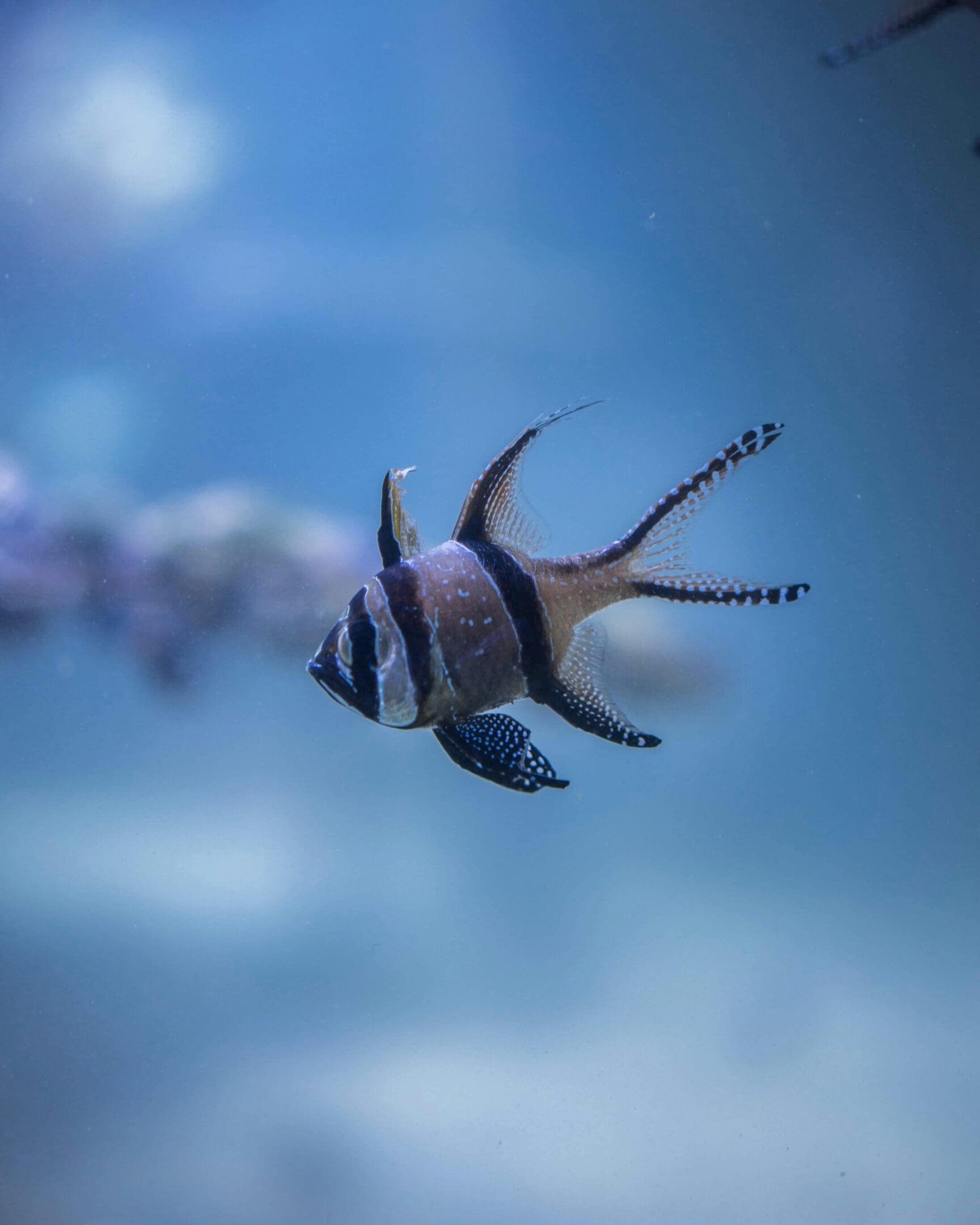 Black and white spotted fish swimming.