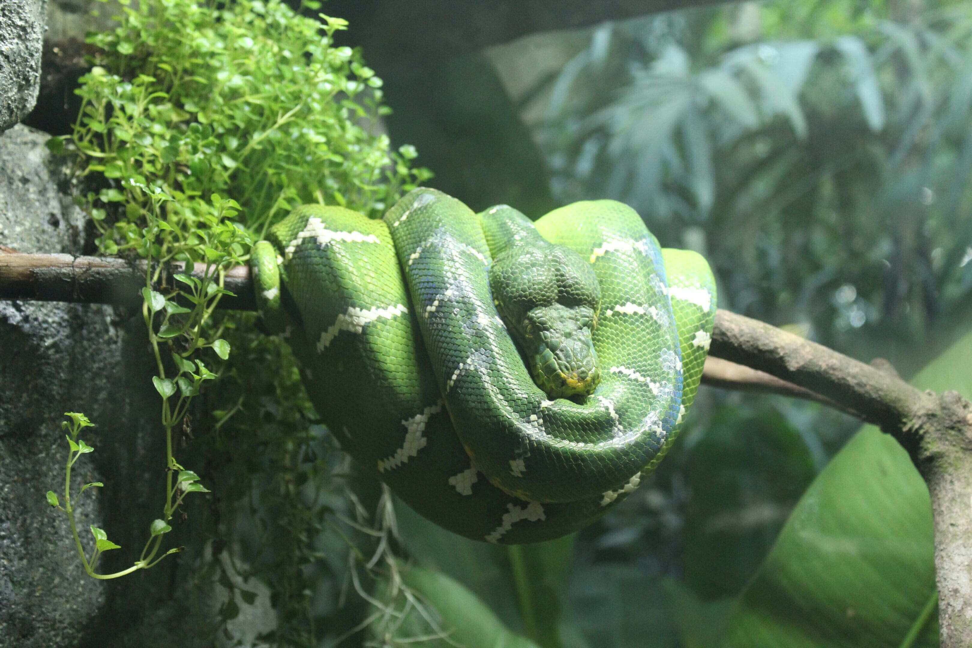 A green snake is hanging on the tree