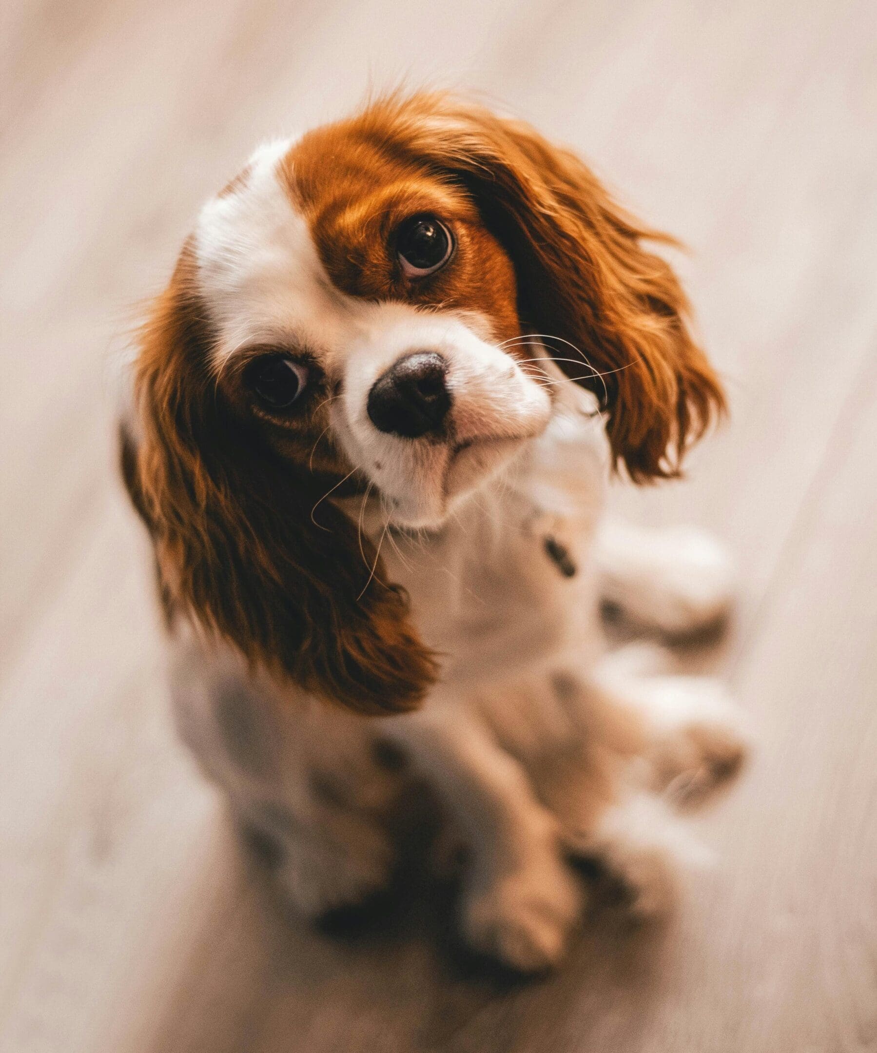 A brown and white dog sitting on the ground.