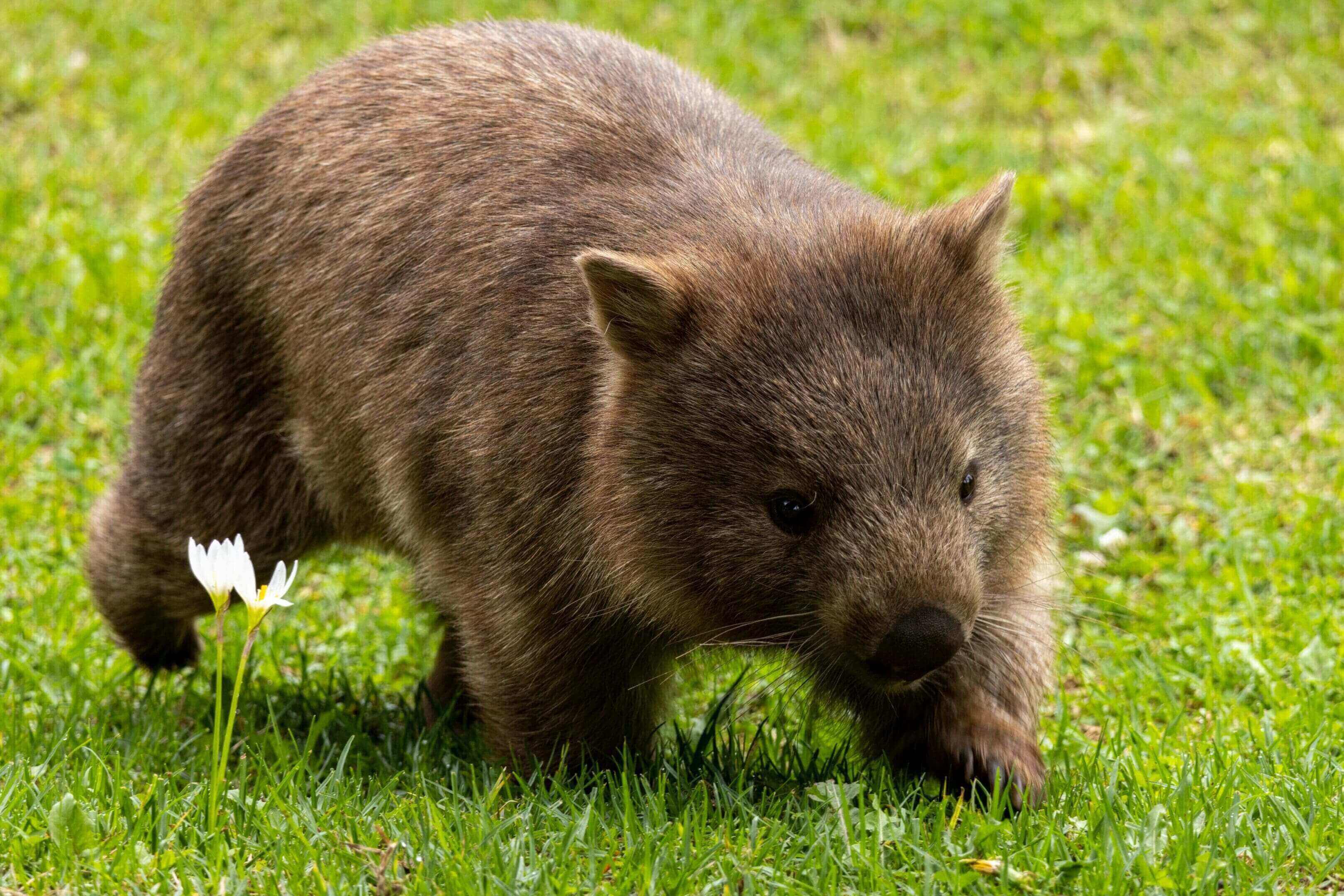 A small animal is standing in the grass.