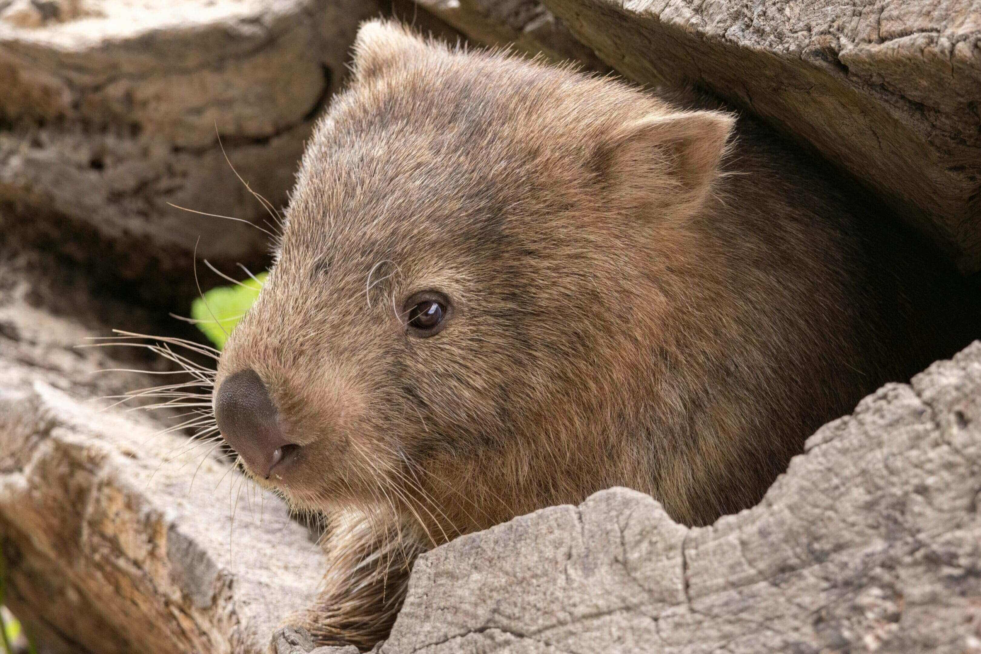 A wombat is looking out of its den.