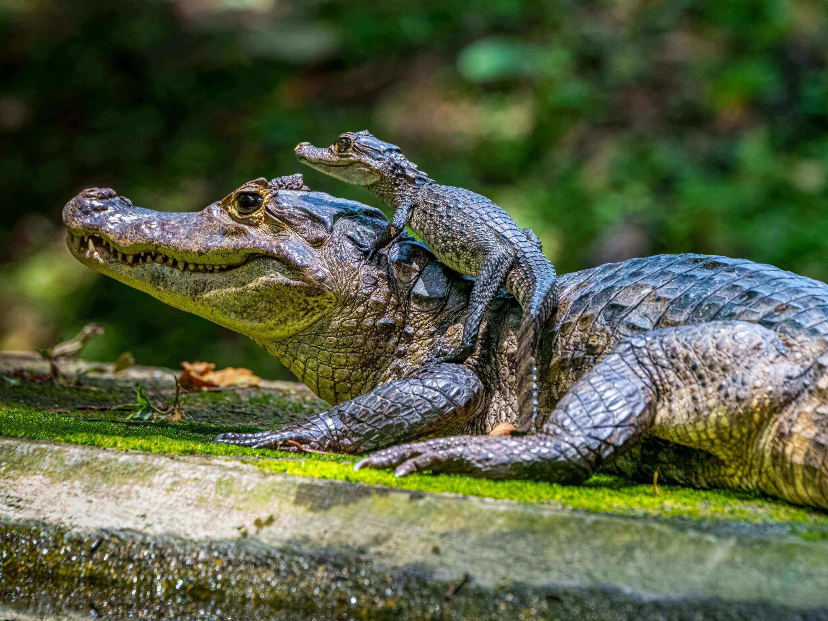 Alligator pictures for kids: Baby alligator riding on parent’s back in a swamp, ideal for children’s wildlife education.
