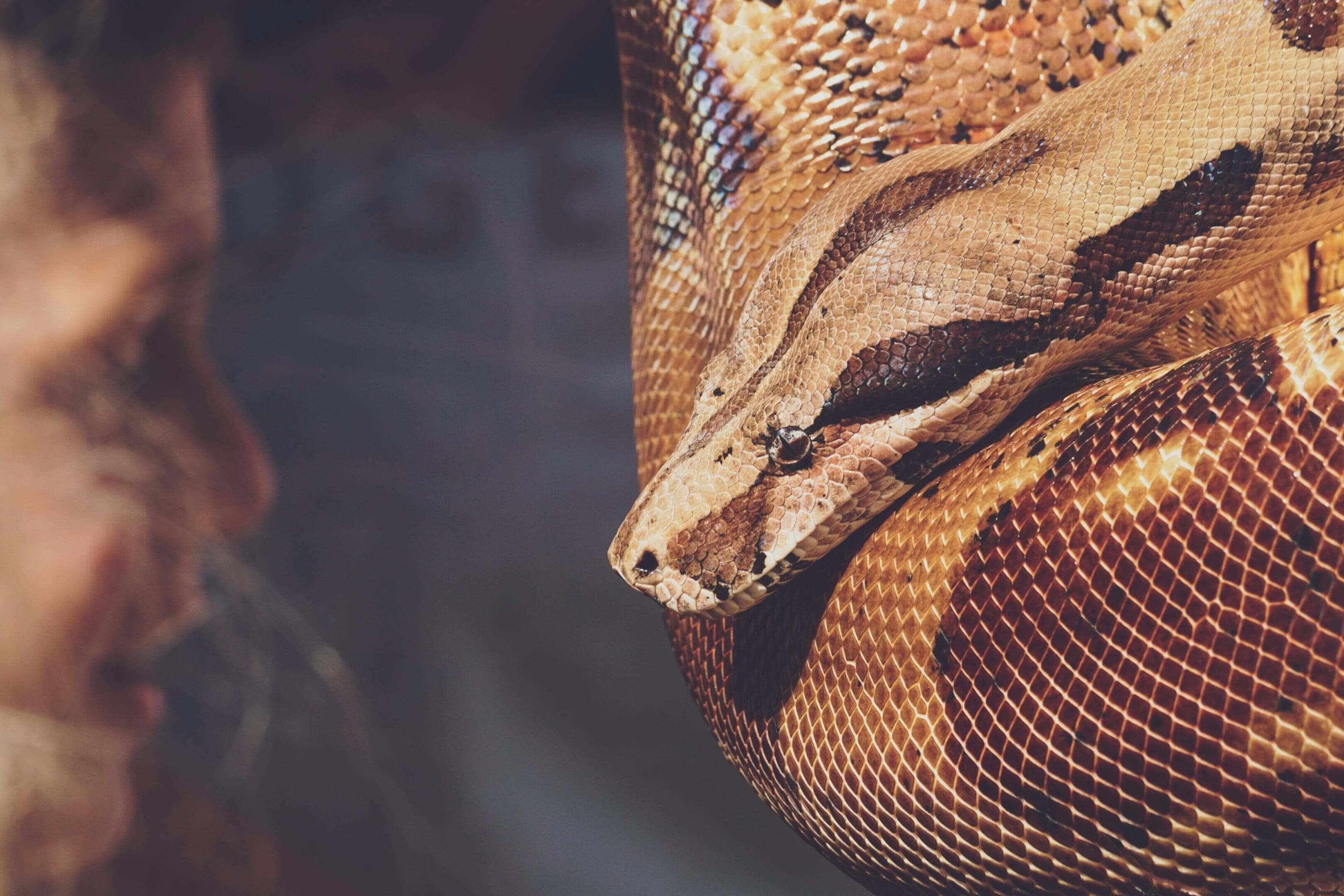 A close up of the head and face of a snake.