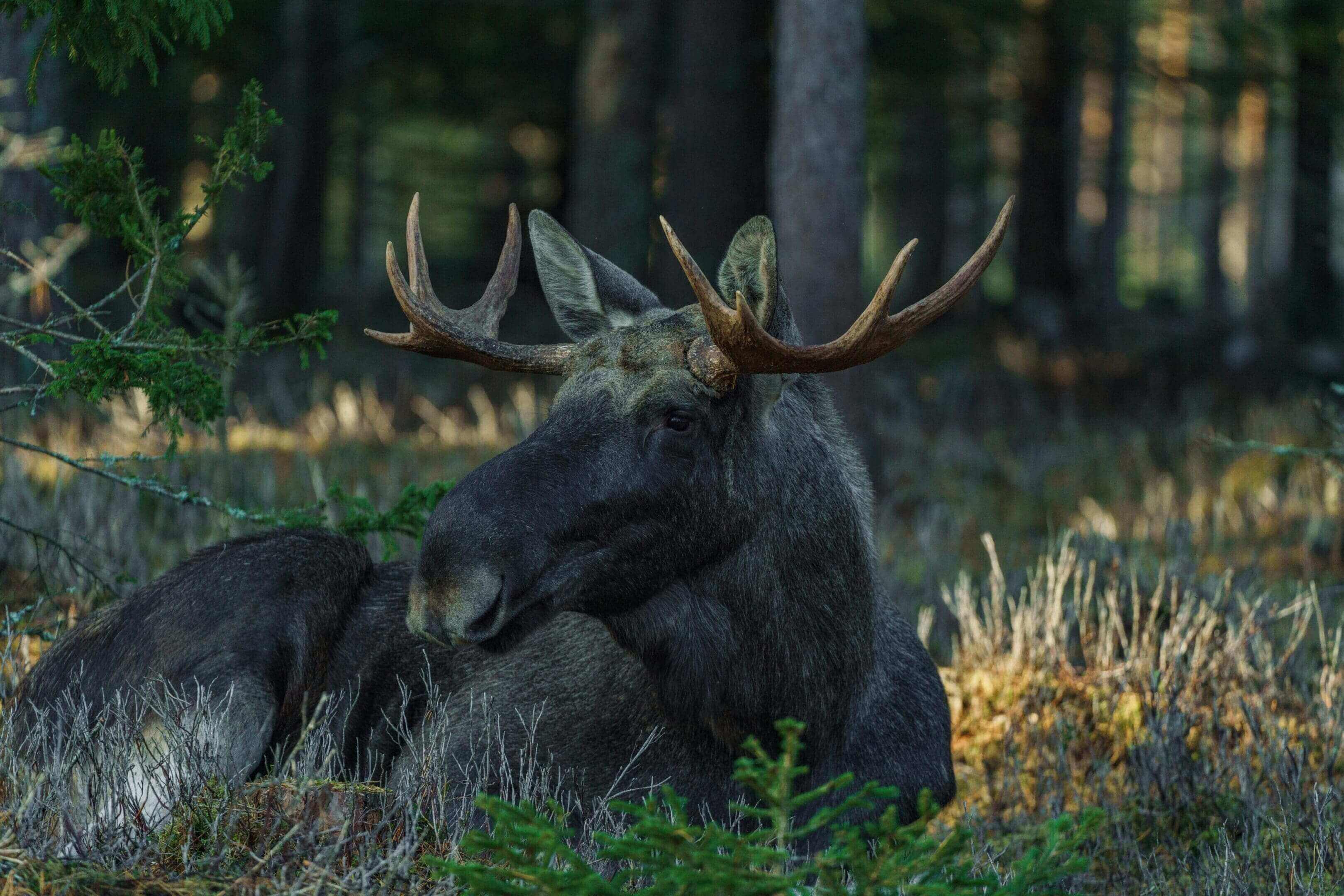 A moose with large antlers sitting in the grass.