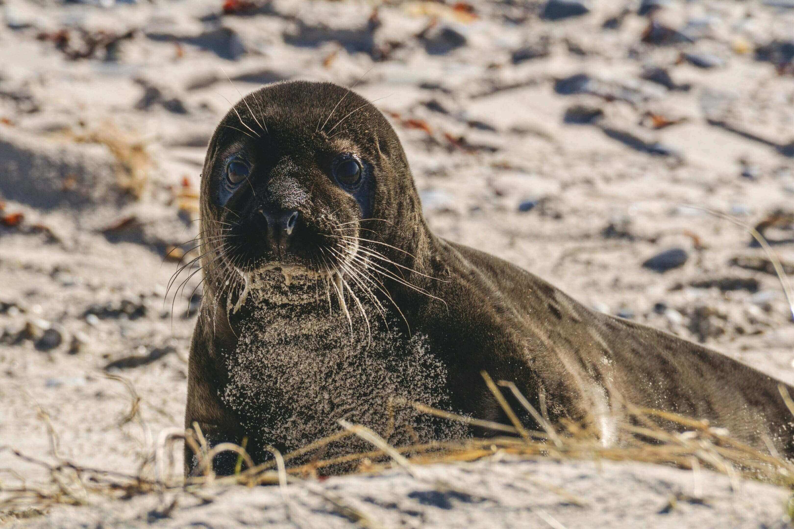 A seal laying on the beach looking at the camera.