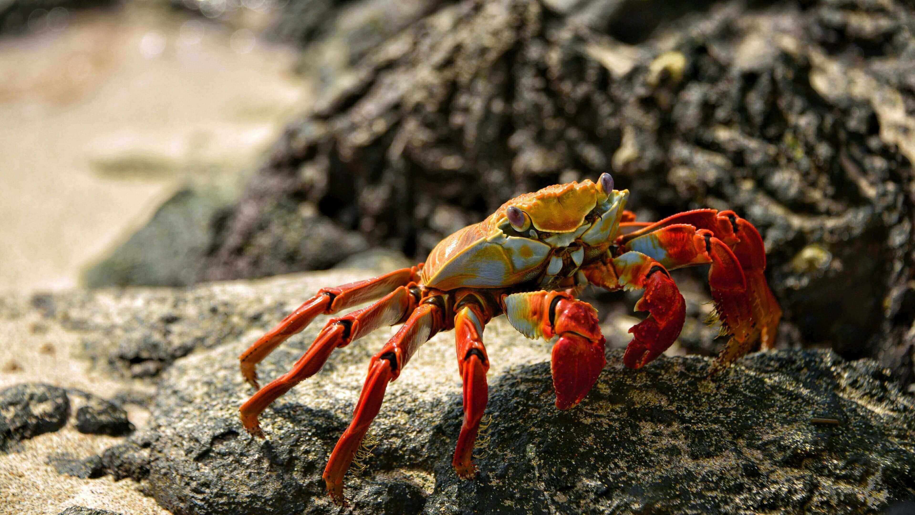 A crab is sitting on the rocks by the water.