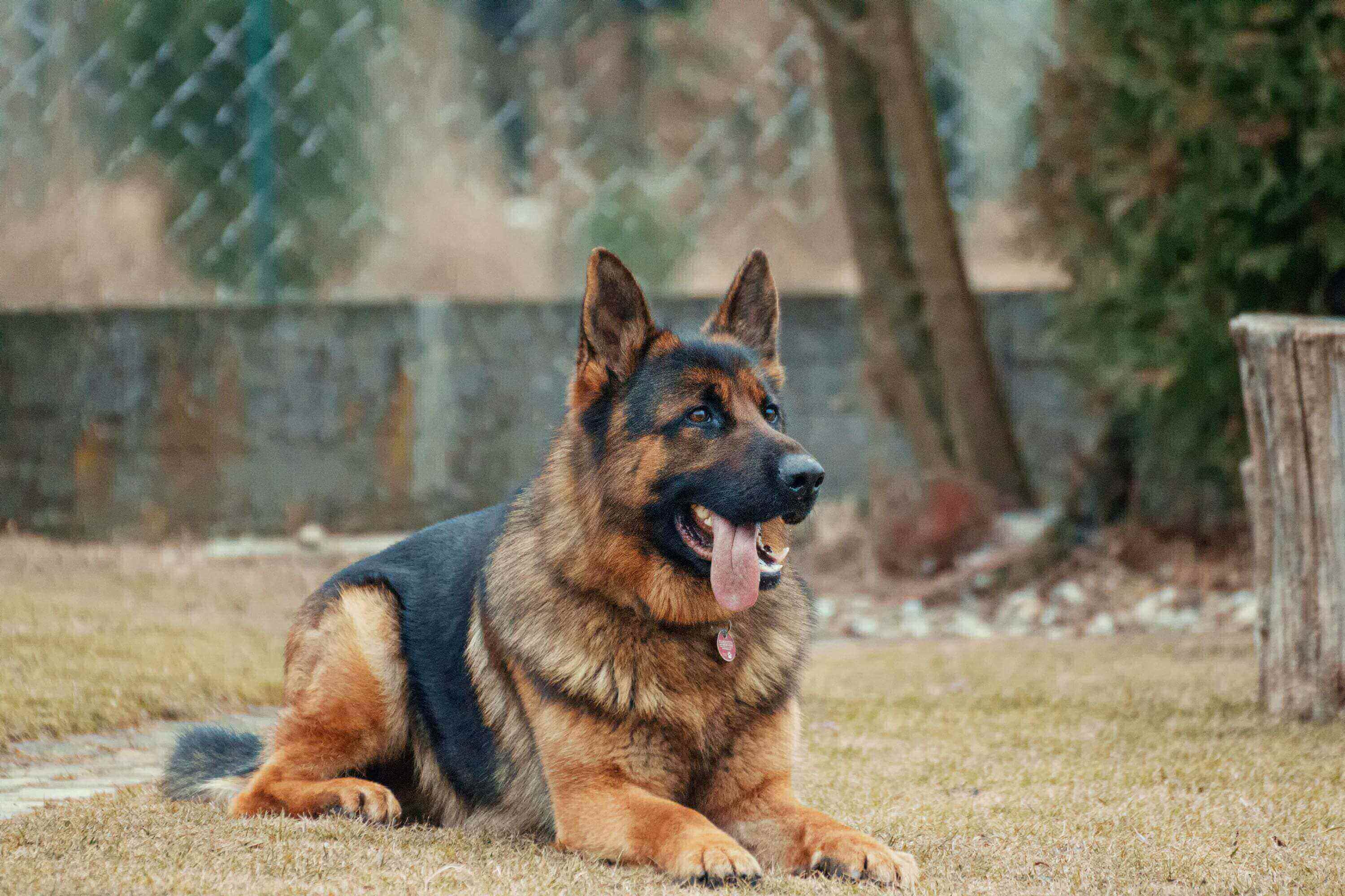 A german shepherd dog sitting in the grass.