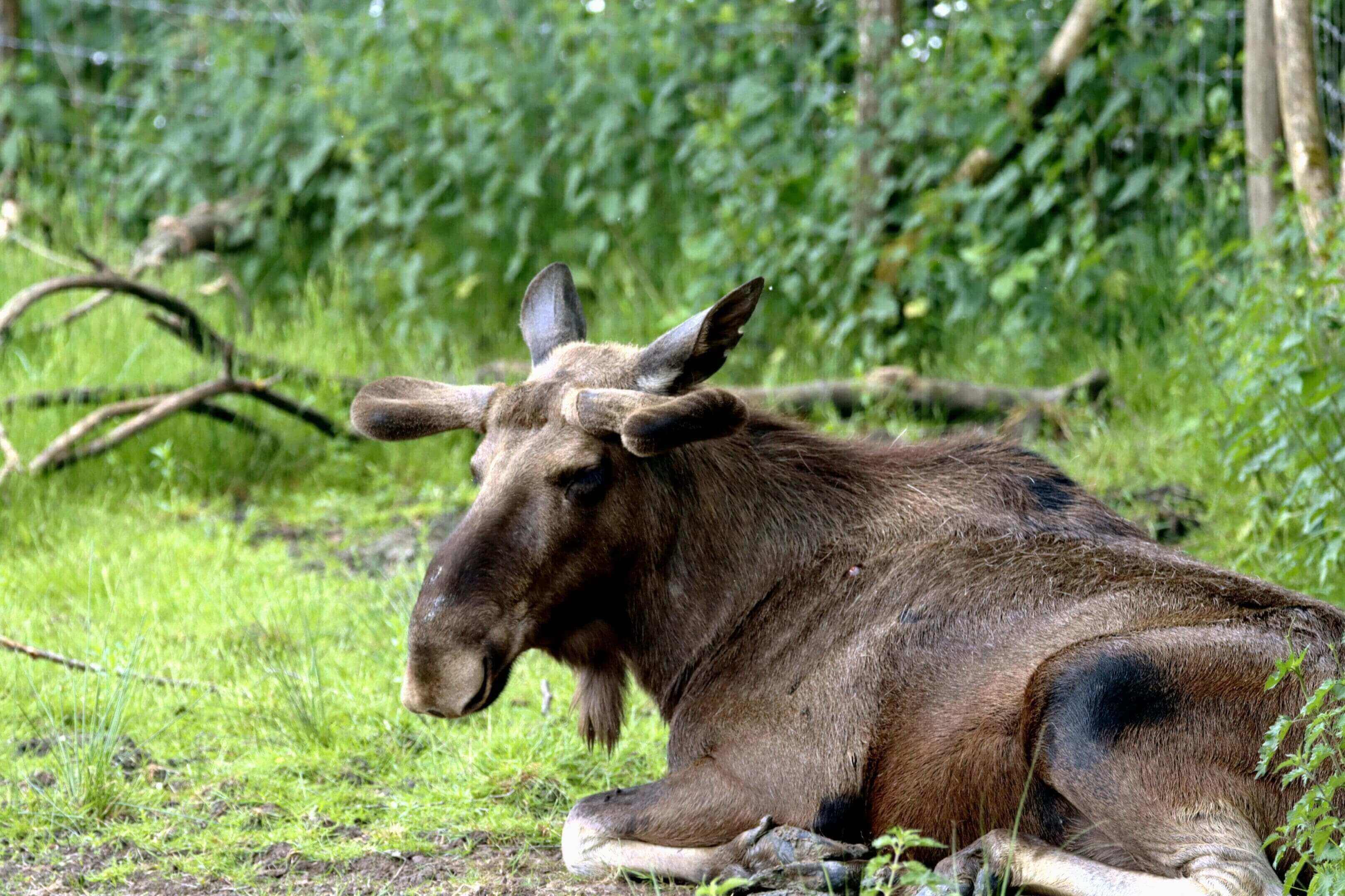 A moose laying down in the grass near some trees.