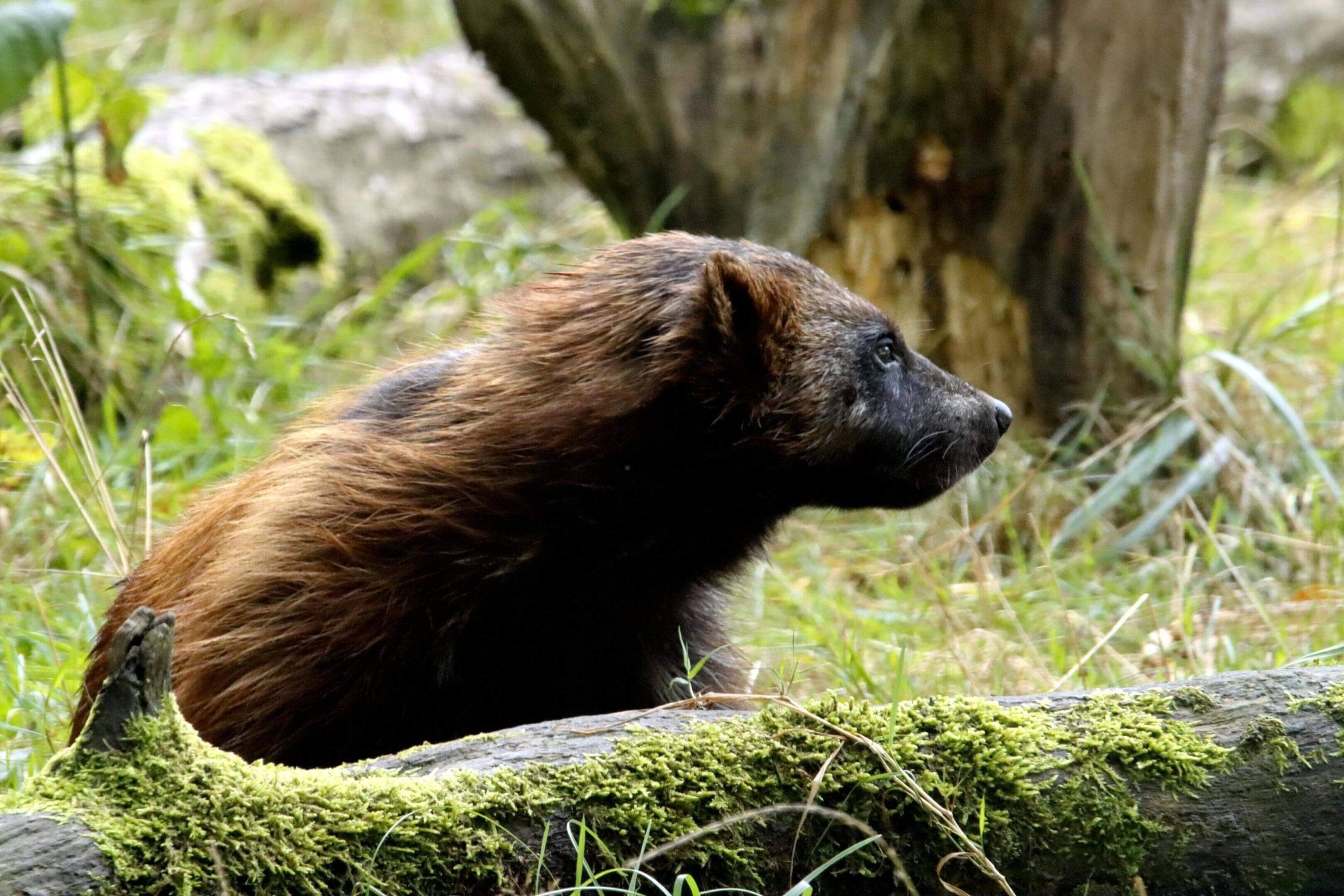 Wolverine sitting on mossy log.