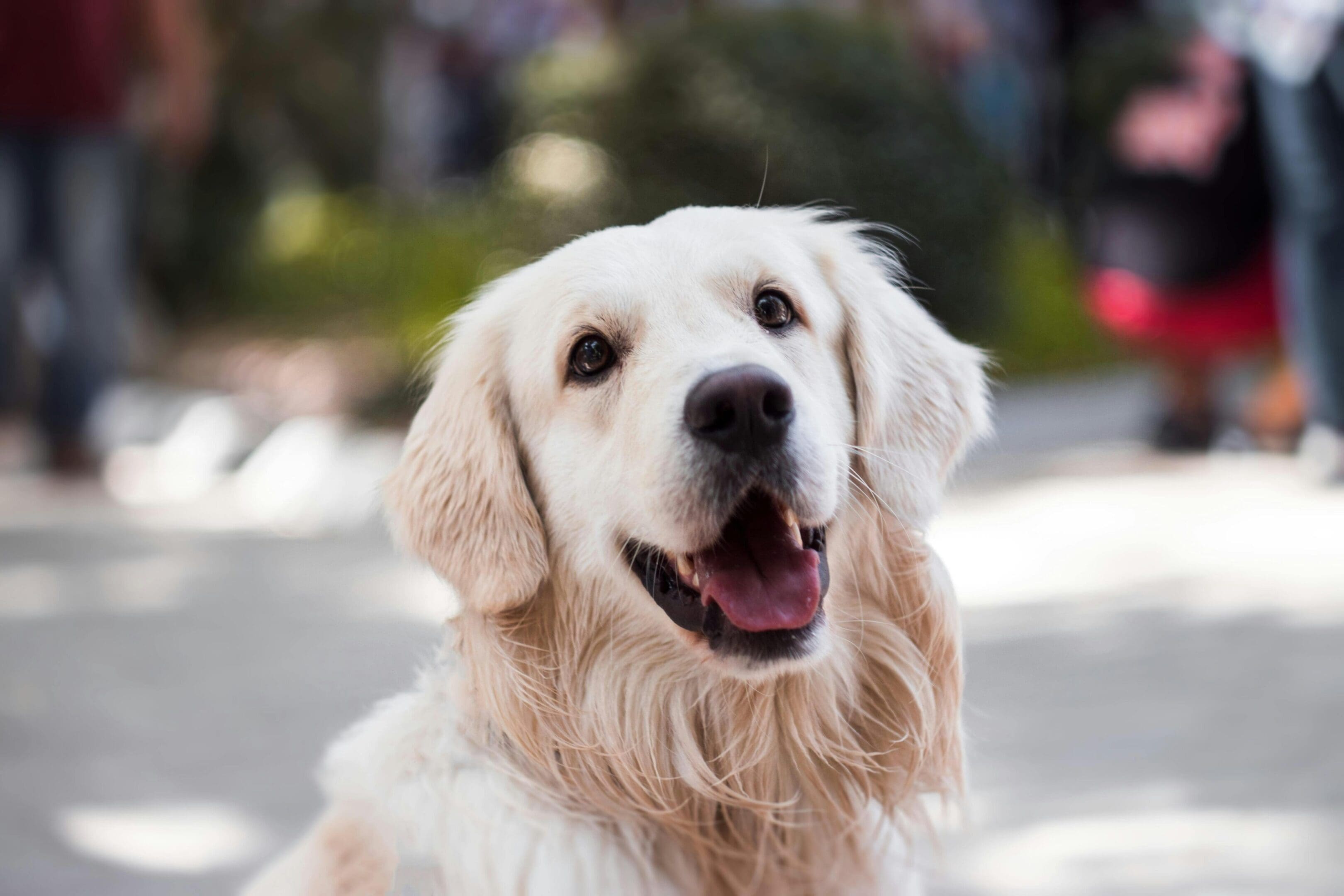 A close up of a dog 's face with trees in the background