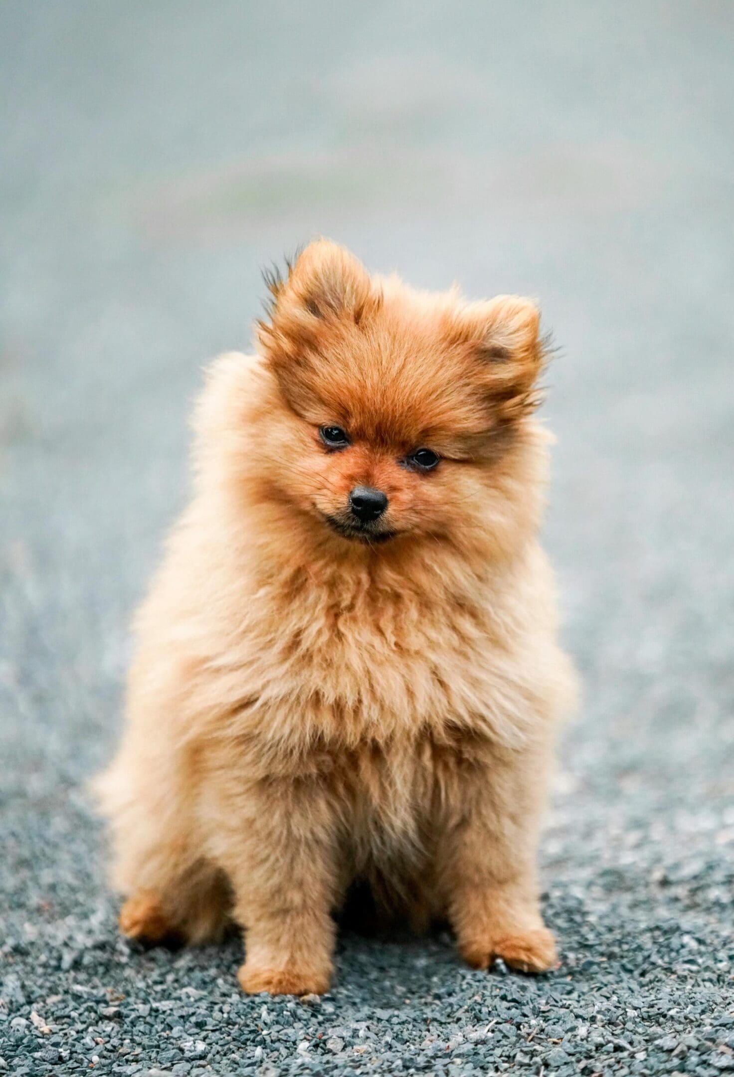 A small dog is standing on the ground