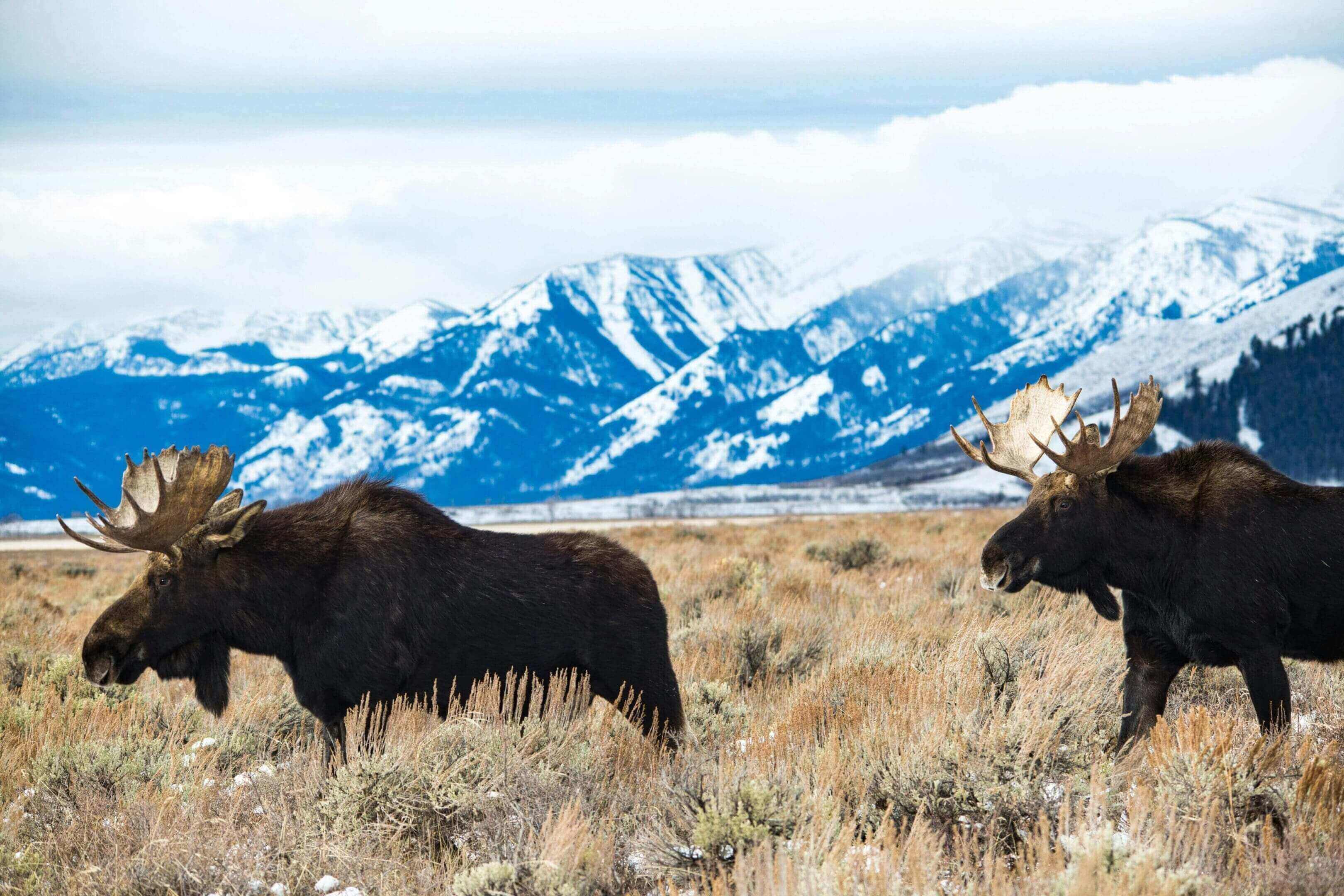 A herd of moose grazing in the grass.