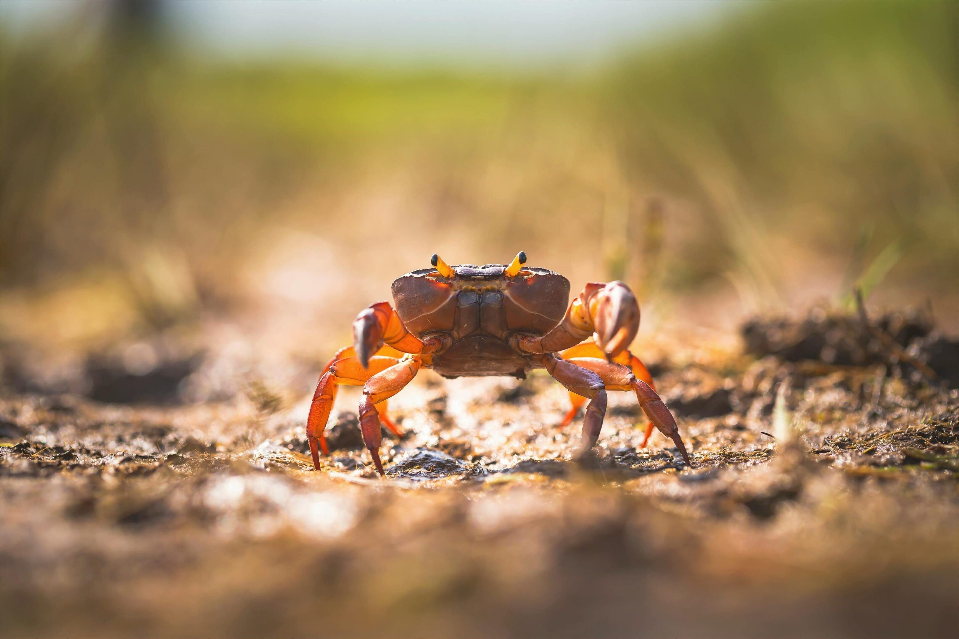 A crab is standing on the ground in front of some grass.