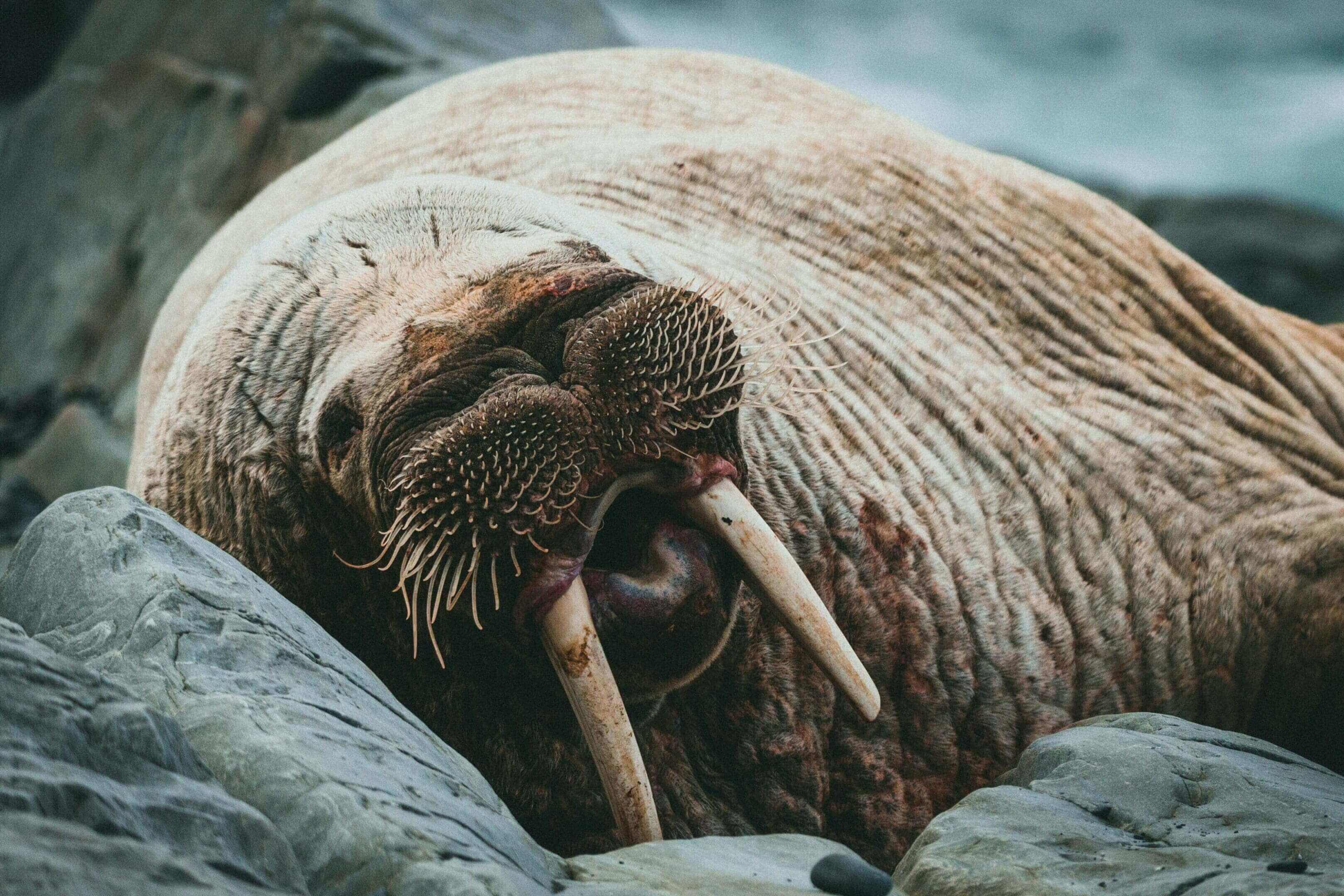 Walrus resting on rocks, large tusks.
