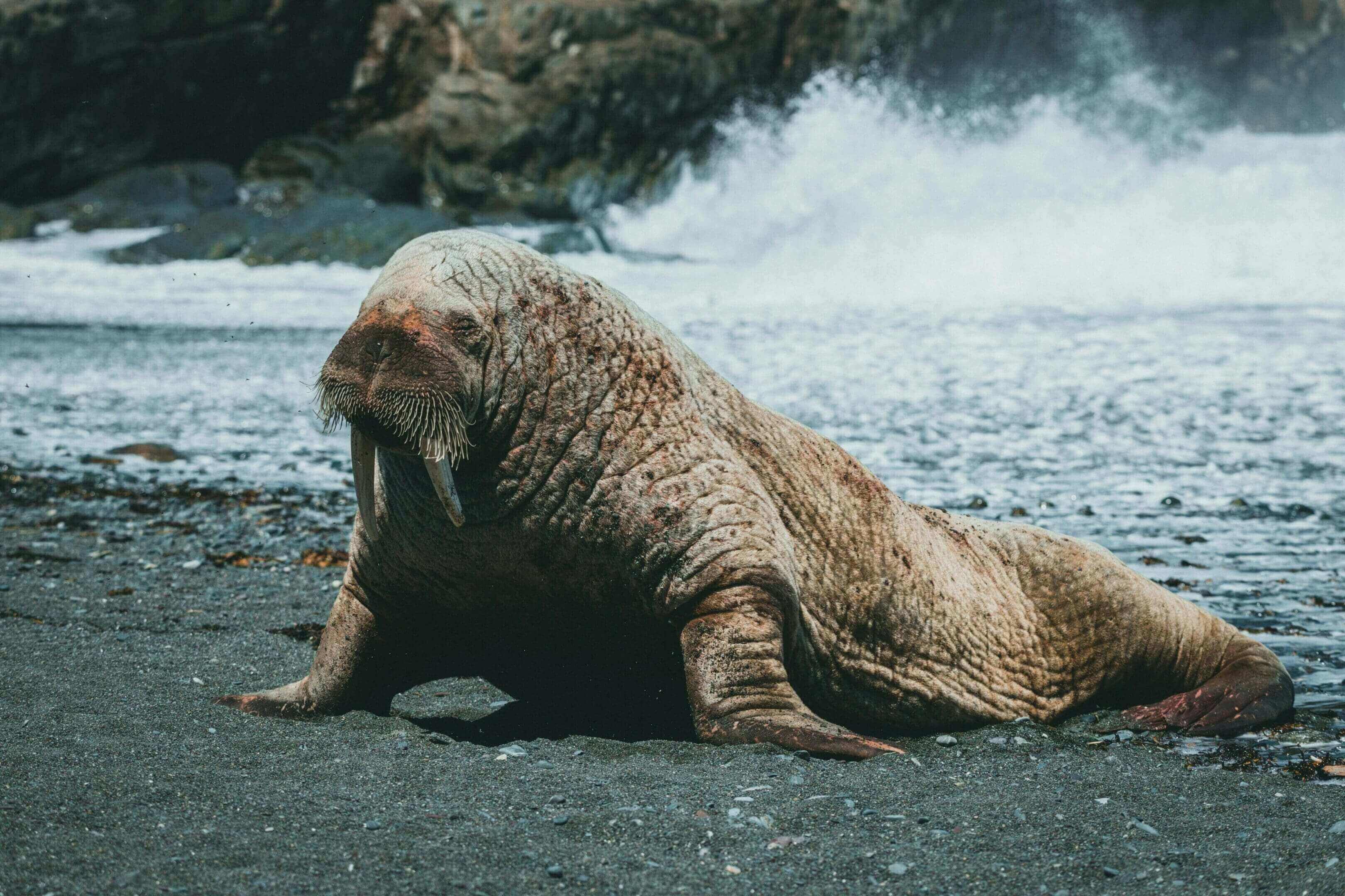 Walrus resting on a beach.
