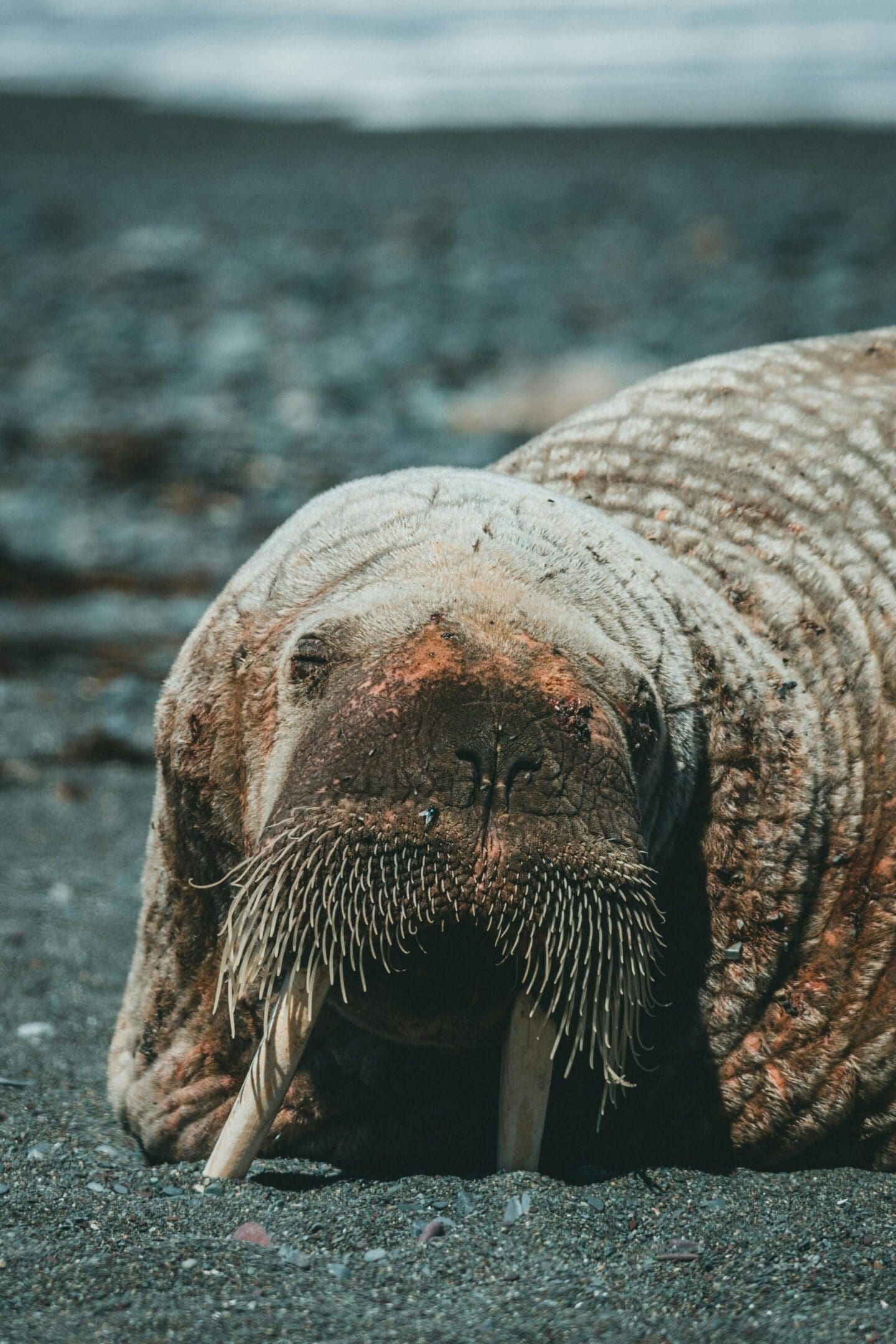 Walrus resting on dark beach.