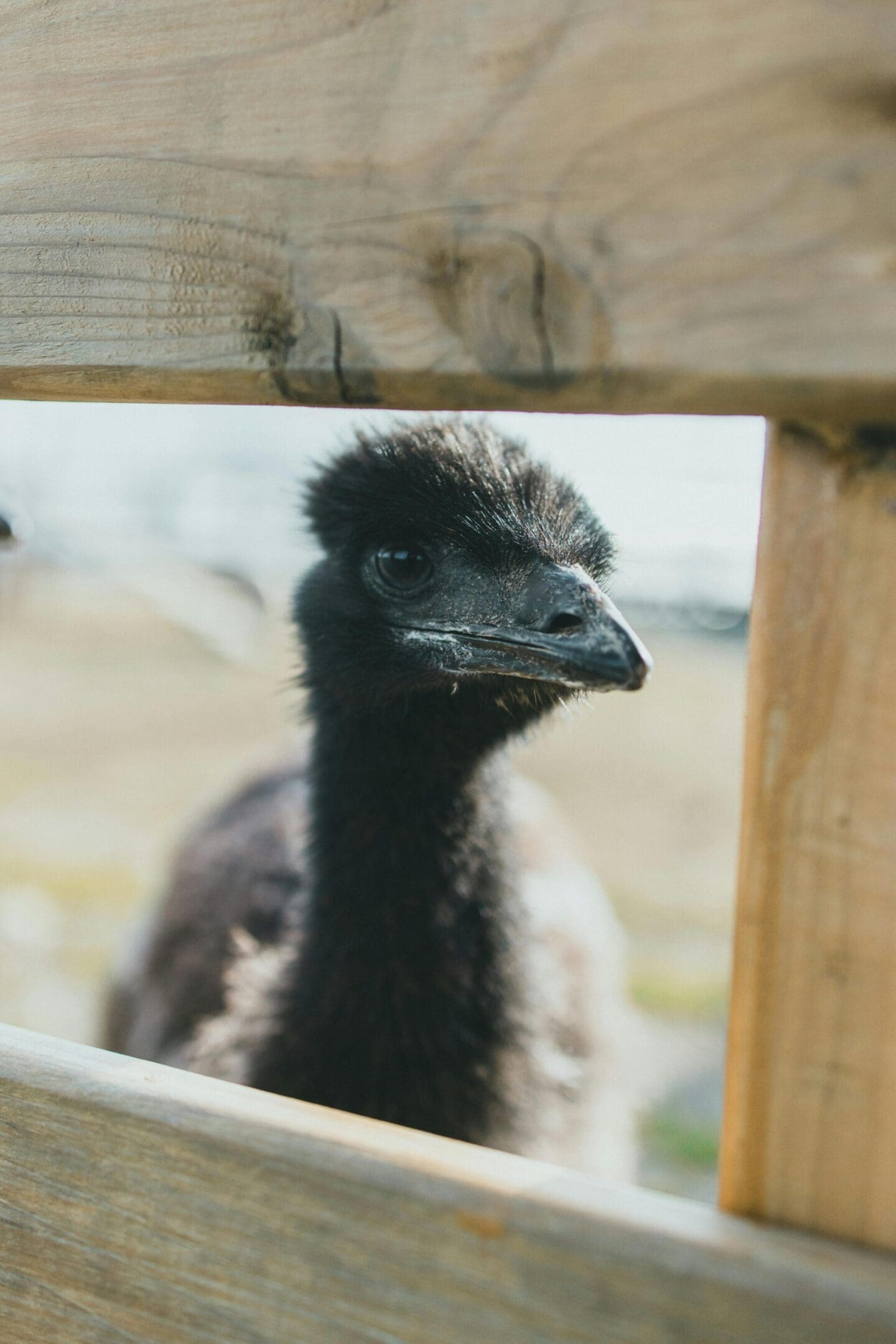 Young emu peering through fence.