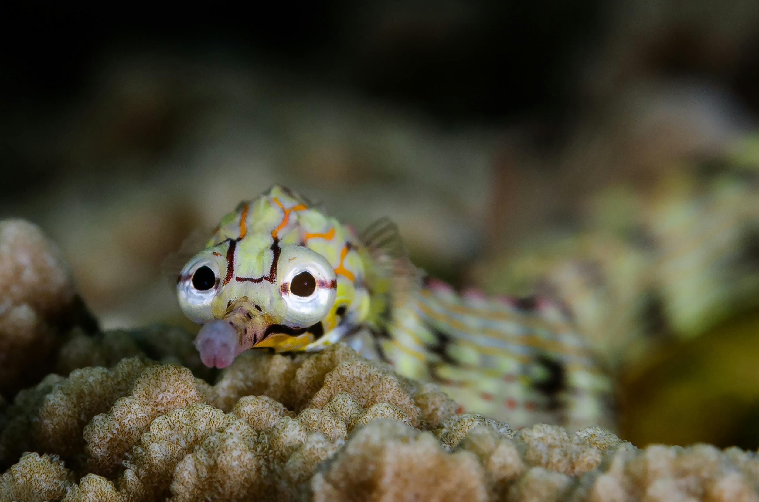 A close up of the face of a sea slug