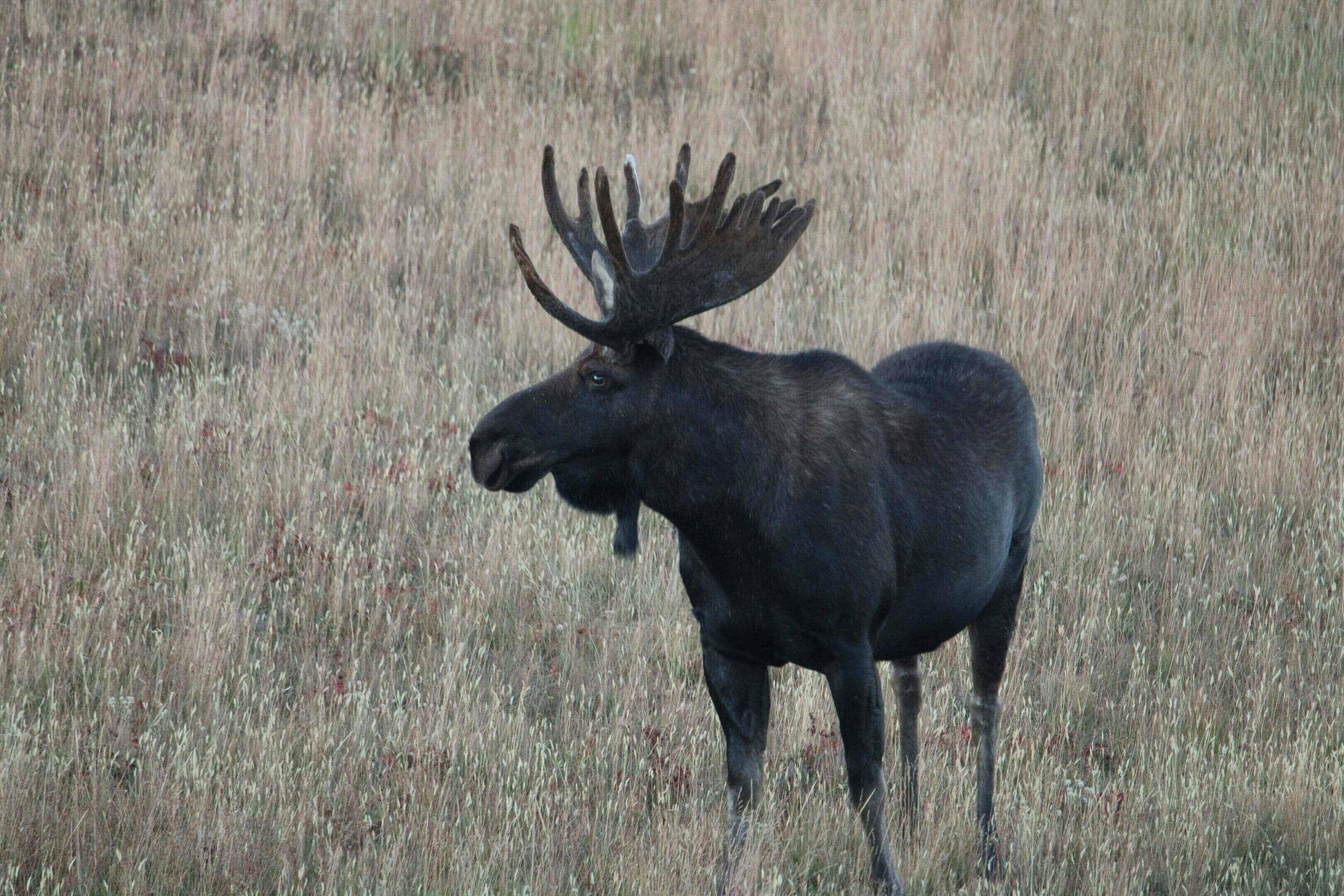 A moose standing in the middle of a field.