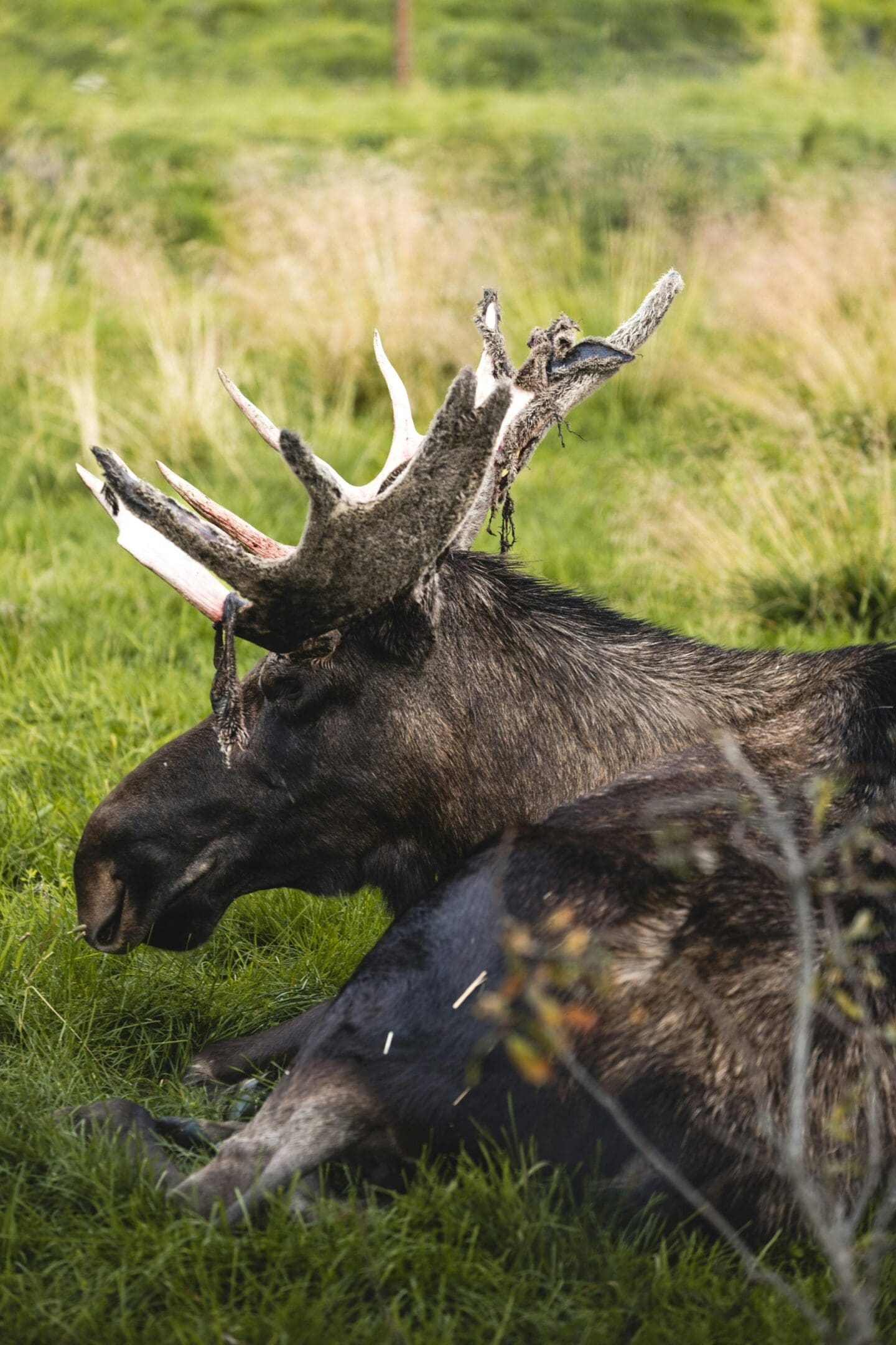 A moose is laying in the grass near some bushes.