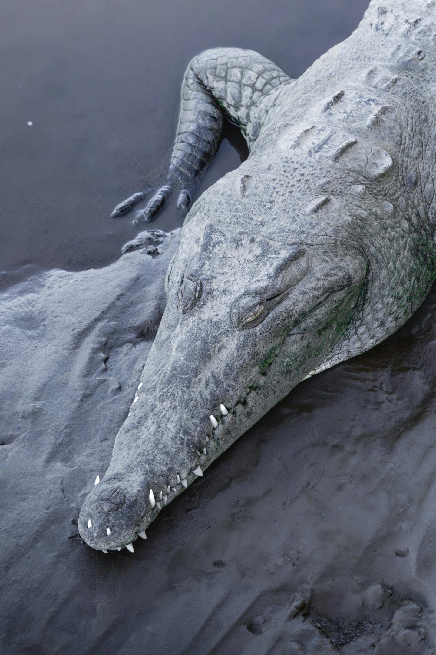 Crocodile resting on muddy riverbank.