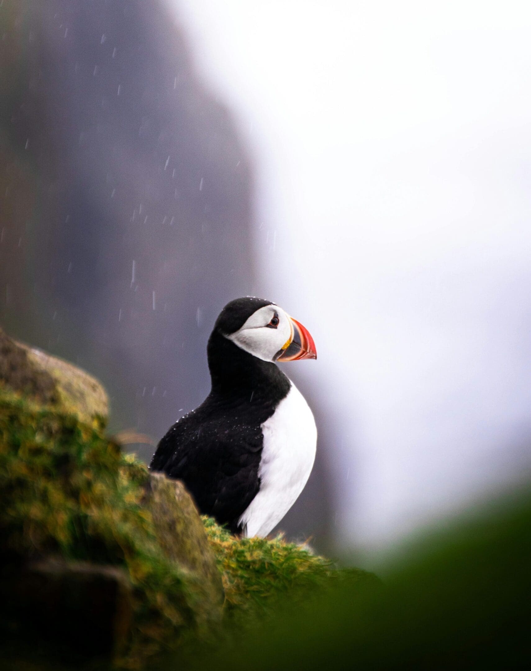 Atlantic puffin in rain, perched on rock.
