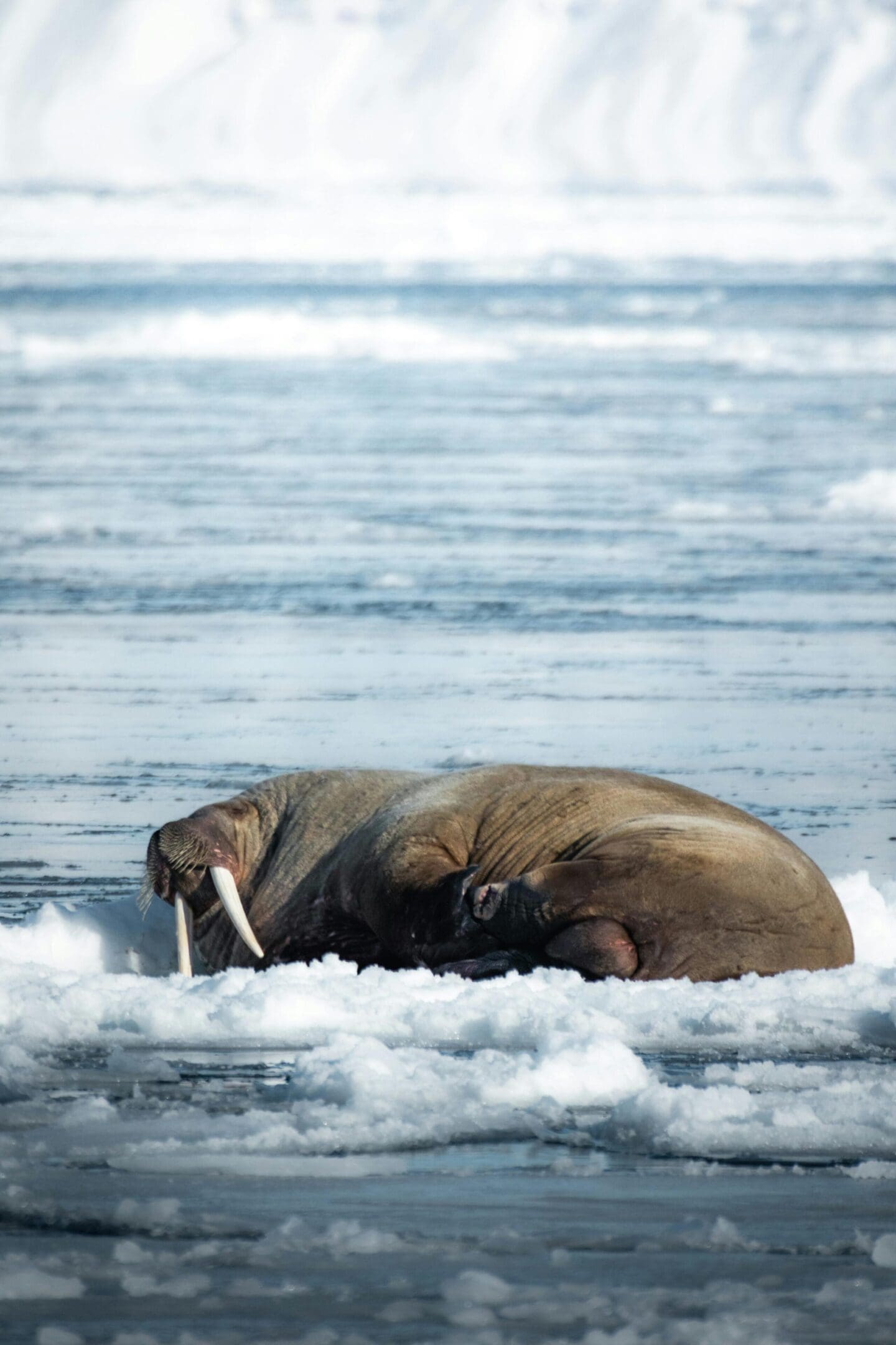 Walrus resting on Arctic ice floe.