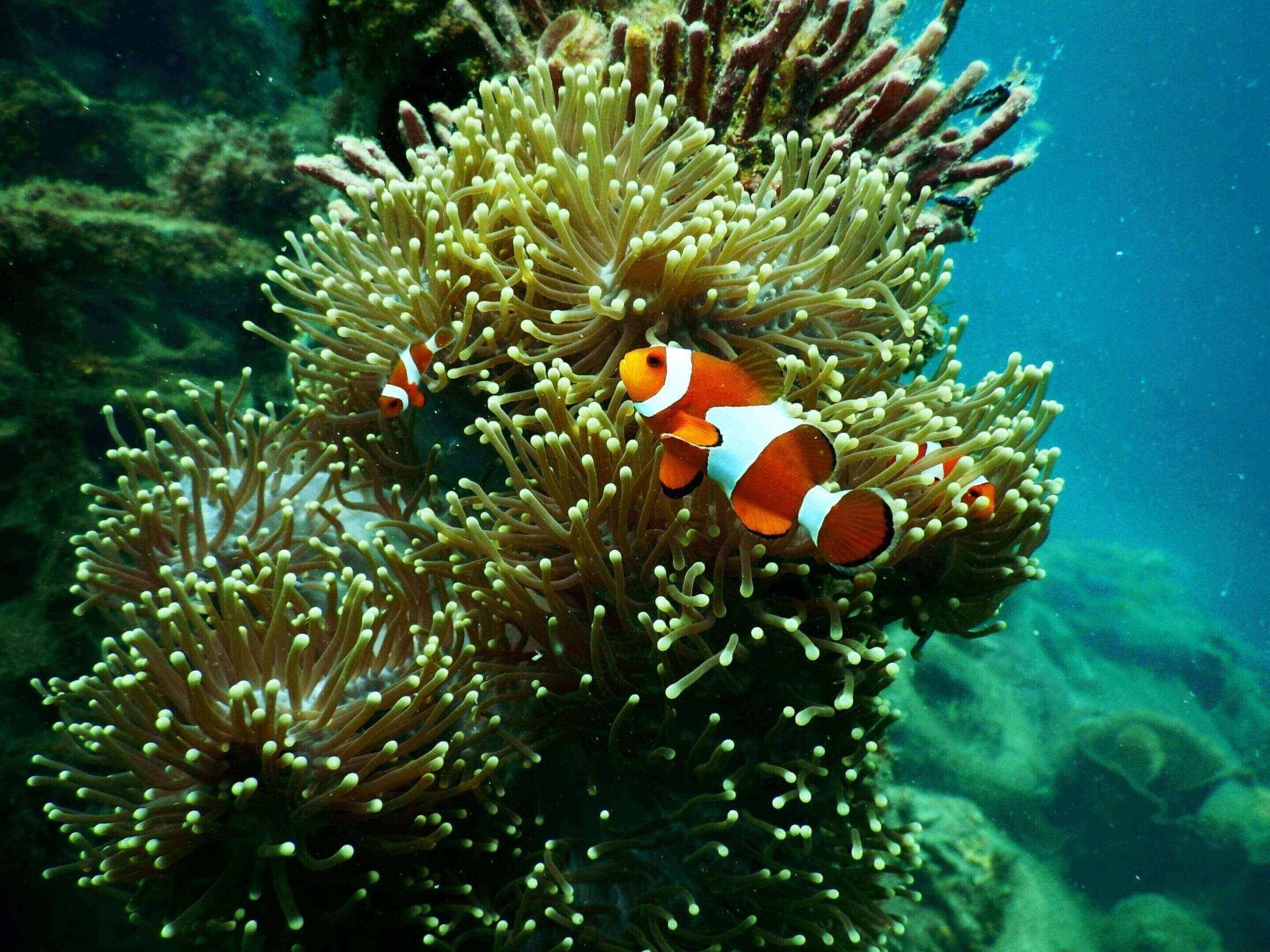 Clownfish in sea anemone coral reef.
