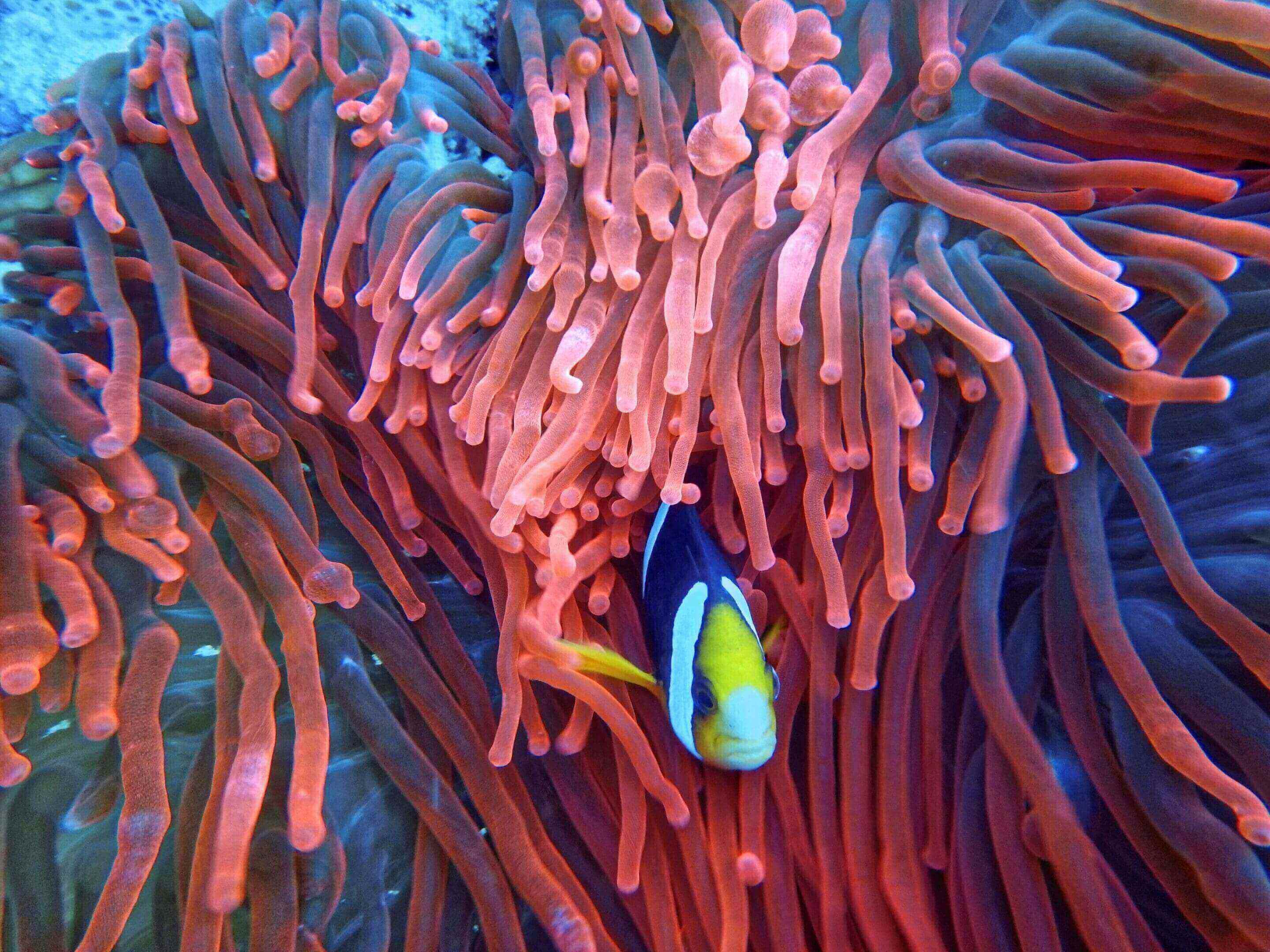 Clownfish hiding in vibrant sea anemone.