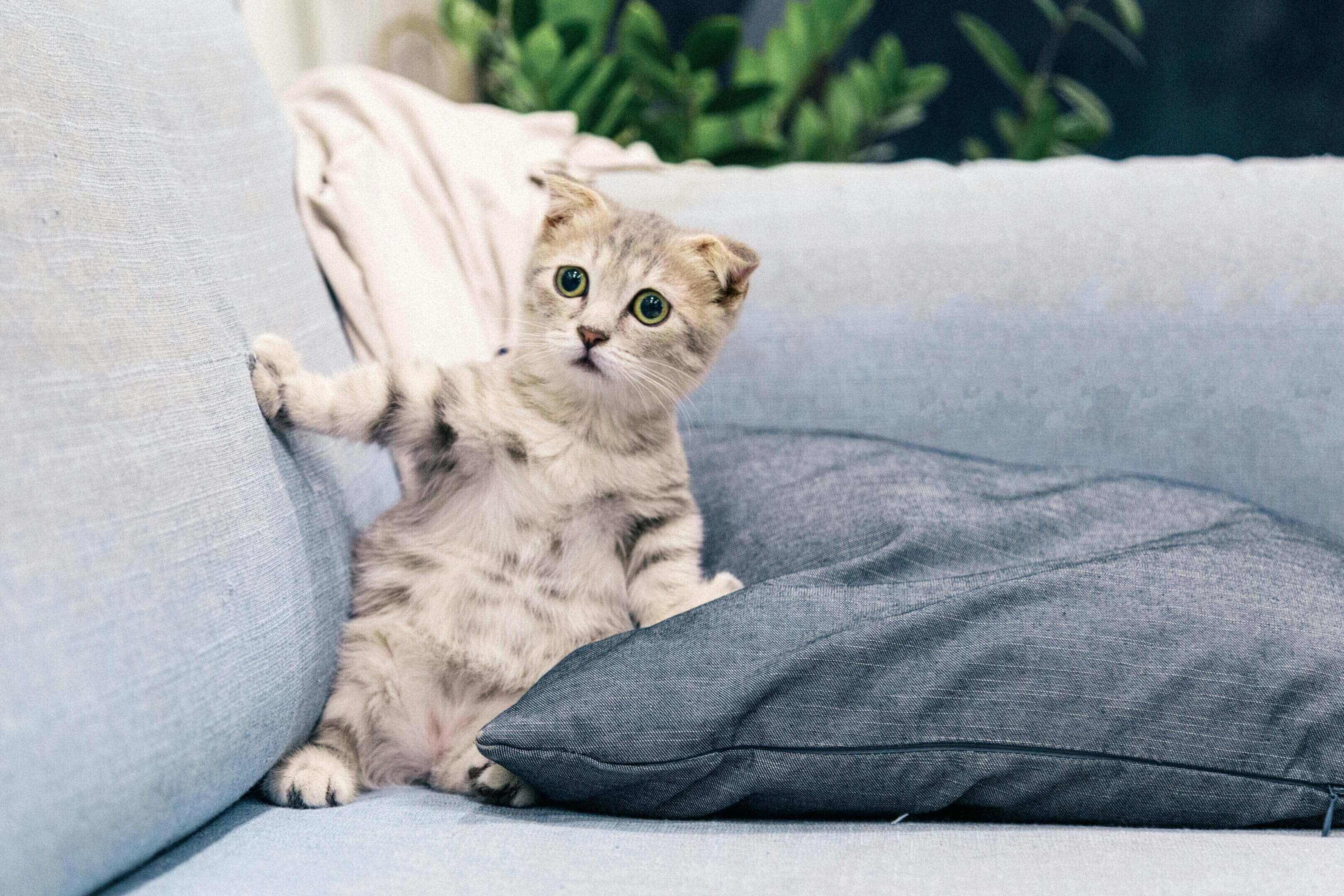 A cat is sitting on the couch and looking at something.