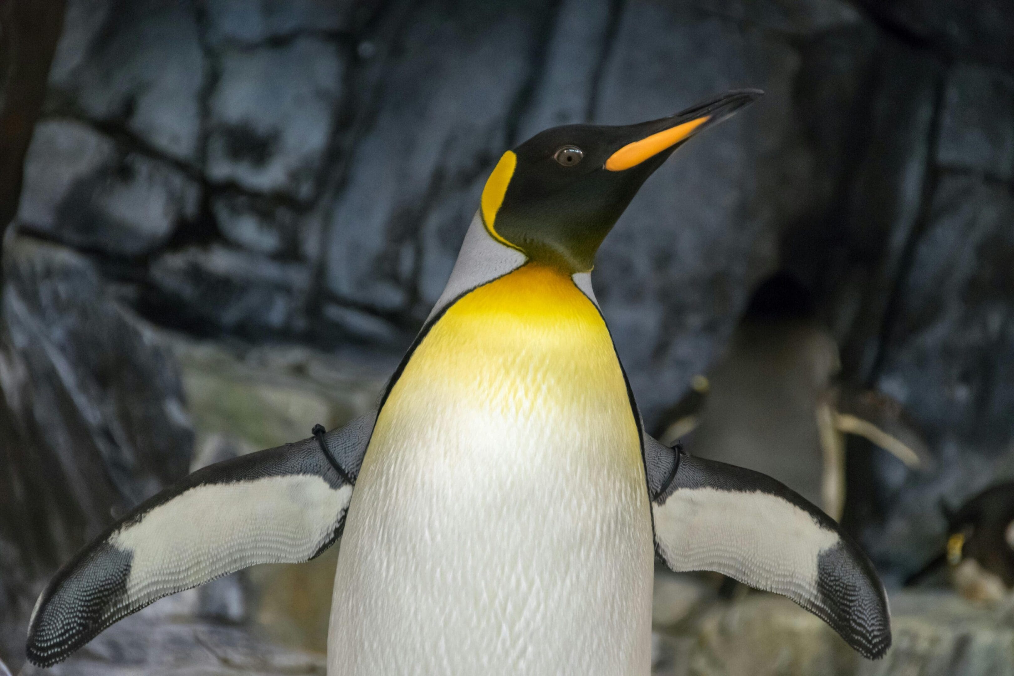 King penguin close-up portrait.