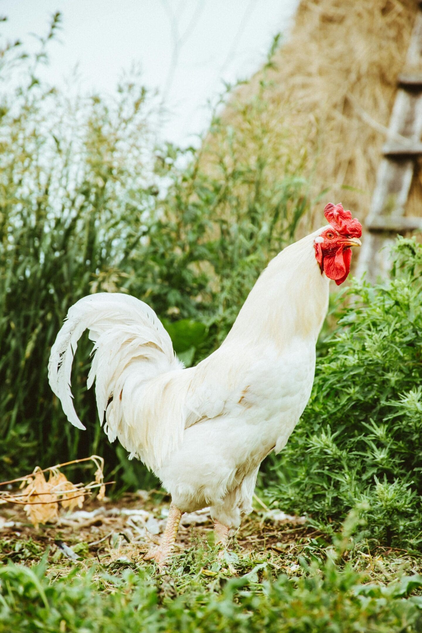 A white rooster standing in the grass near some bushes.
