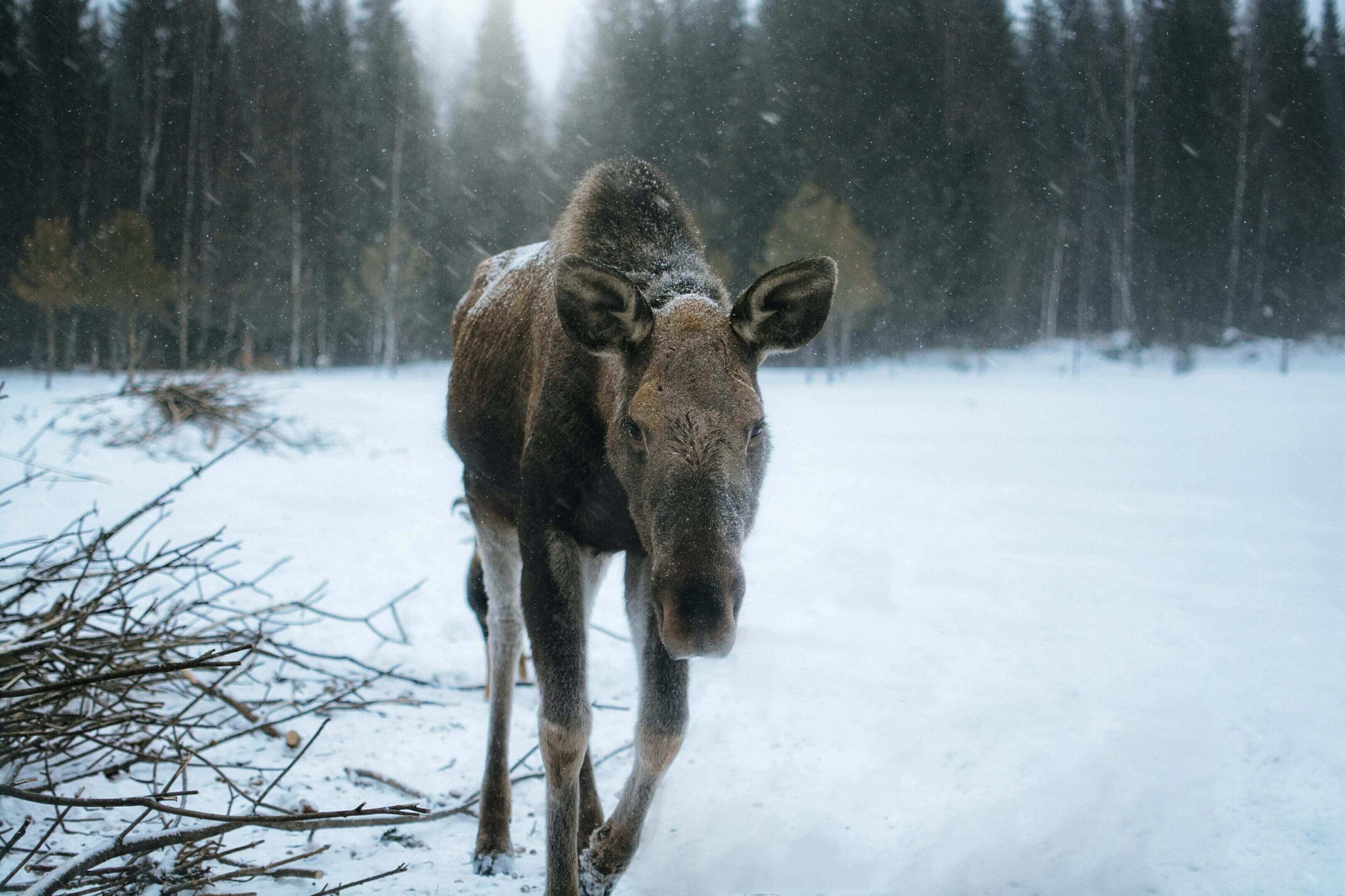 A moose walking through the snow in front of trees.