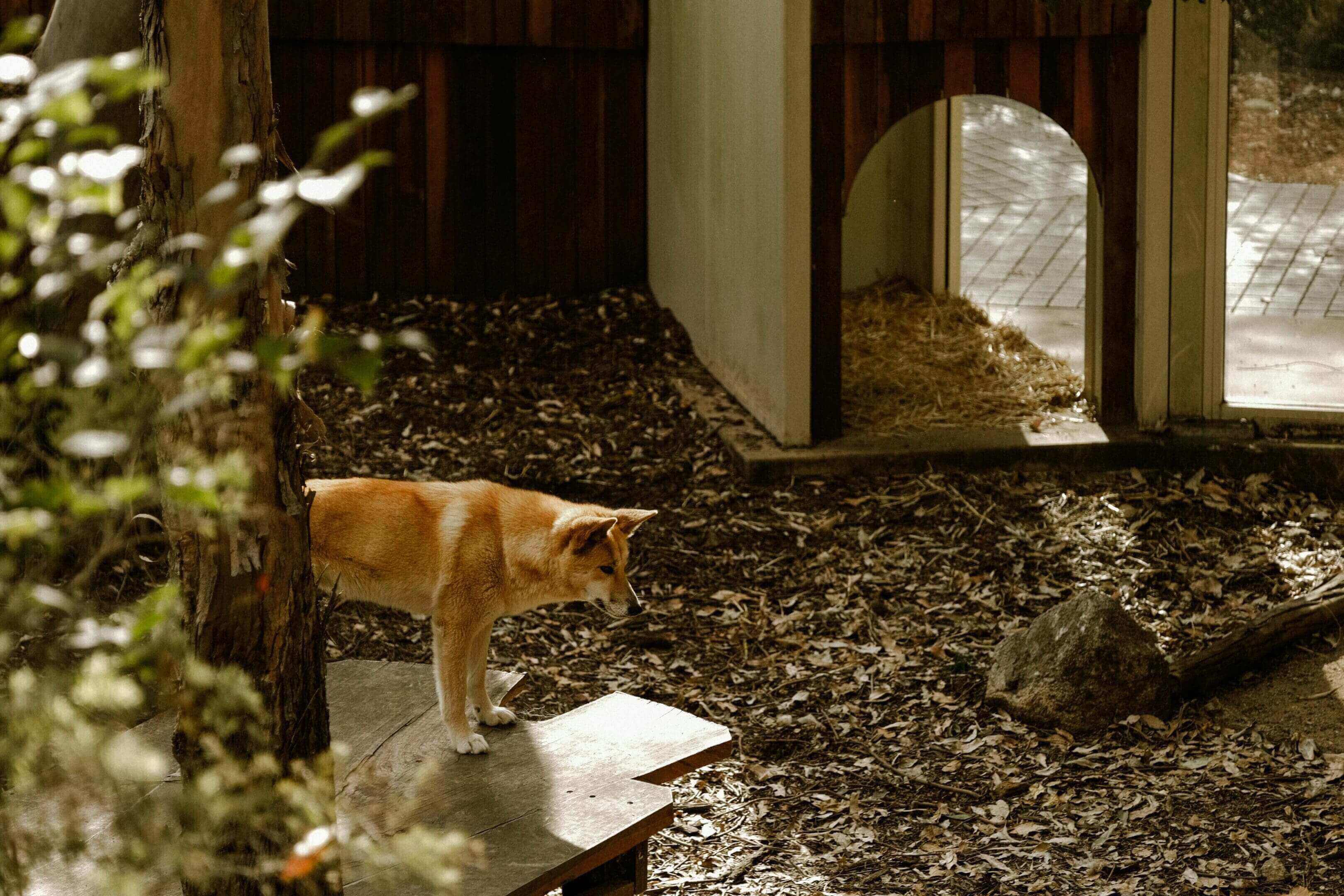 A cat standing in the middle of a room.