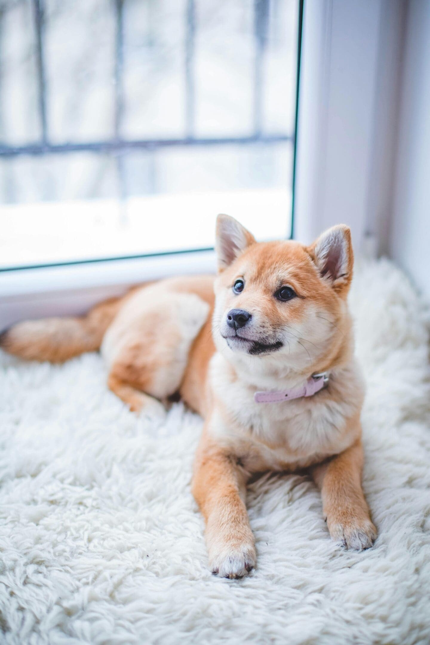A dog laying on the floor next to a window.