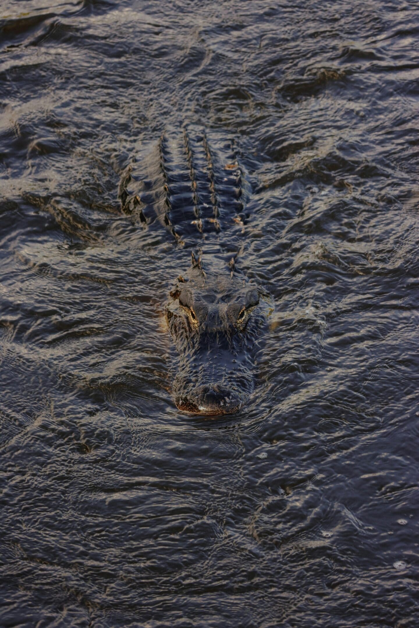 Alligator pictures for kids: Fierce alligator head emerging from murky water in a swamp.