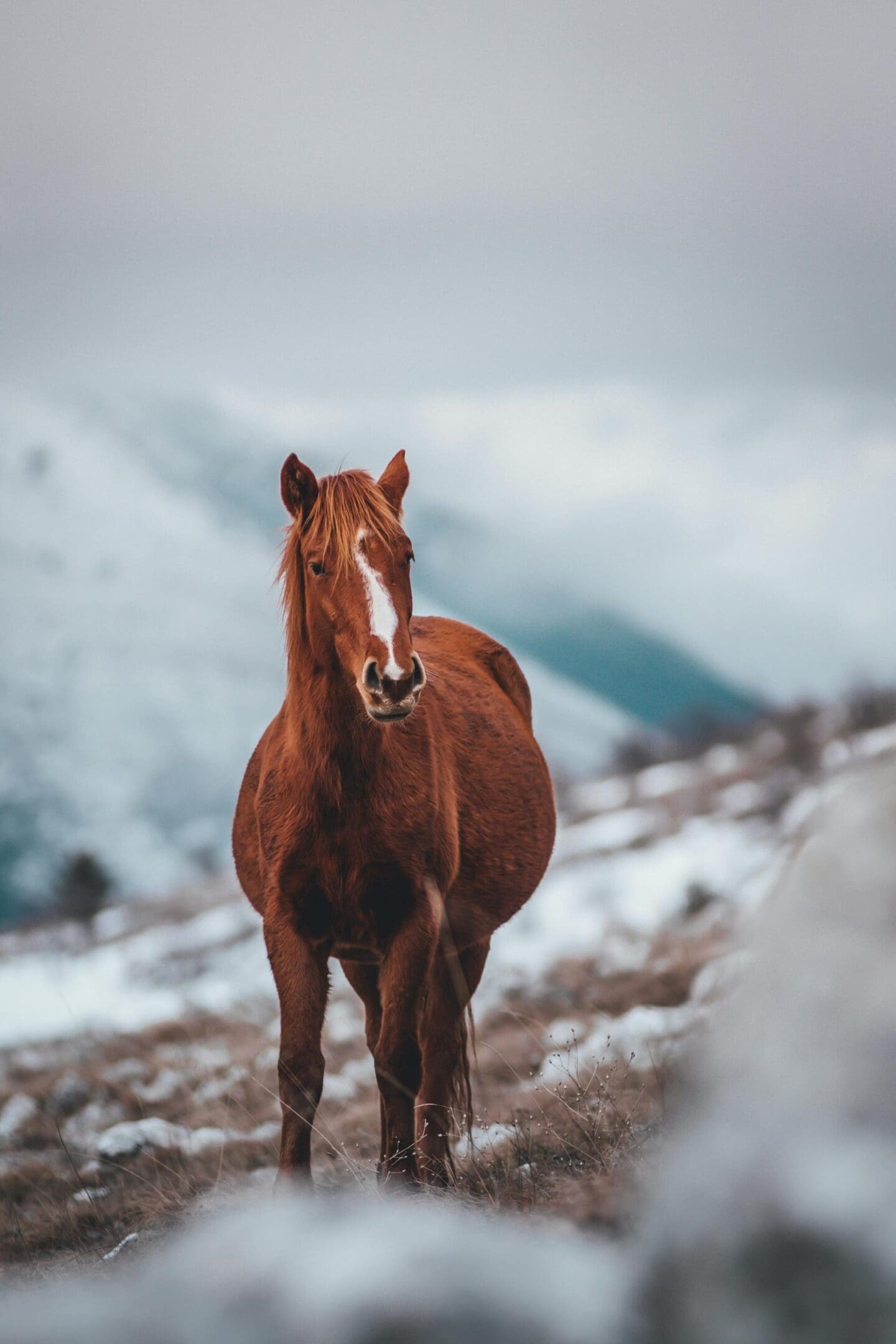 A horse standing on top of a snow covered hill.