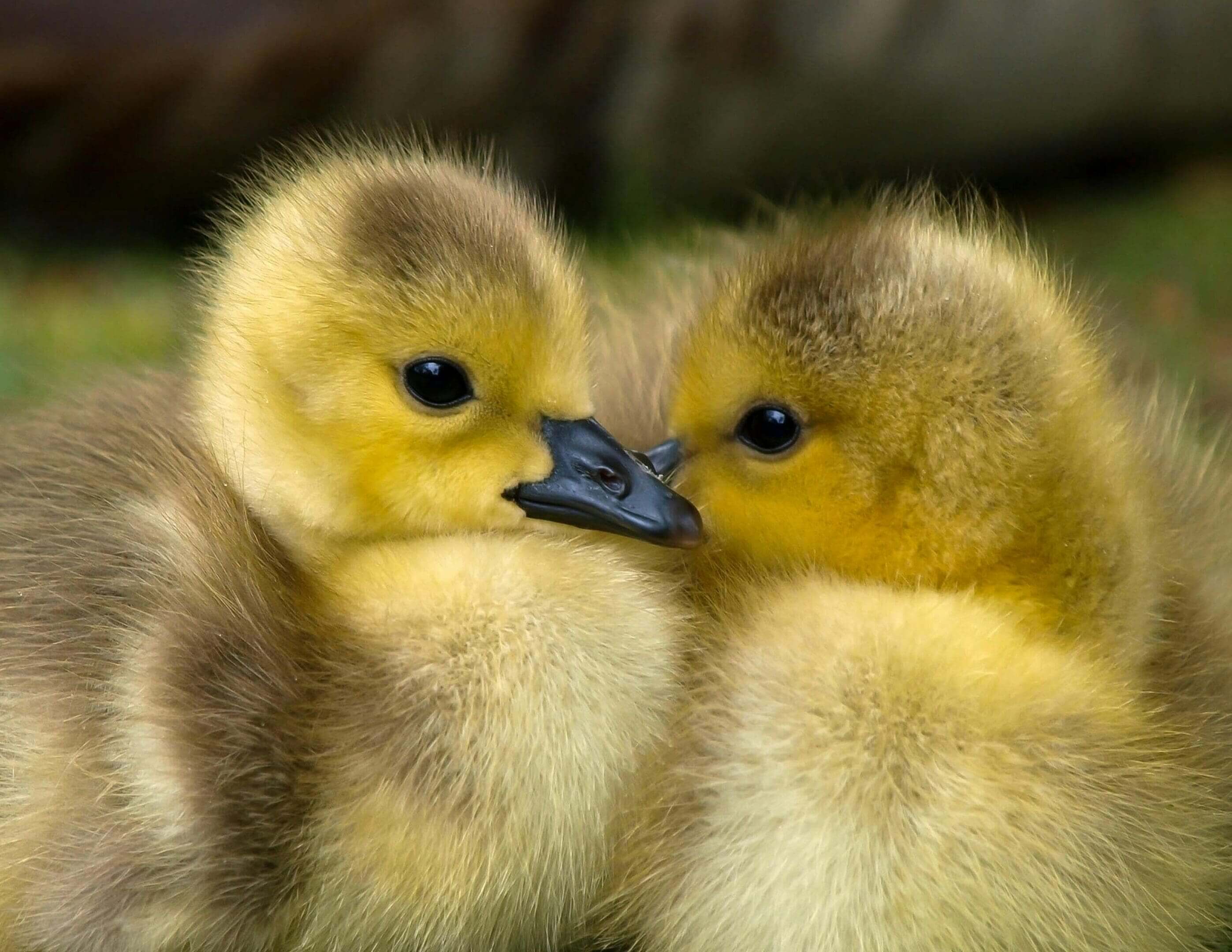 Two baby ducks are sitting close together.