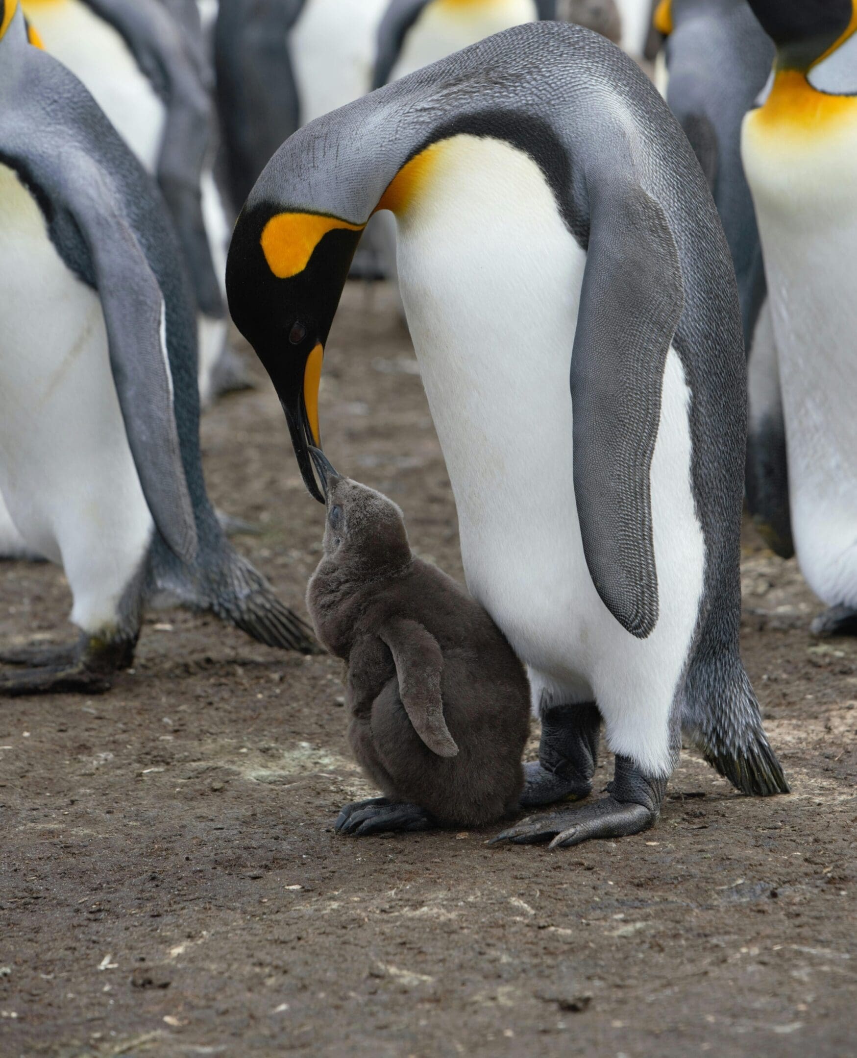 King penguin feeding its chick.