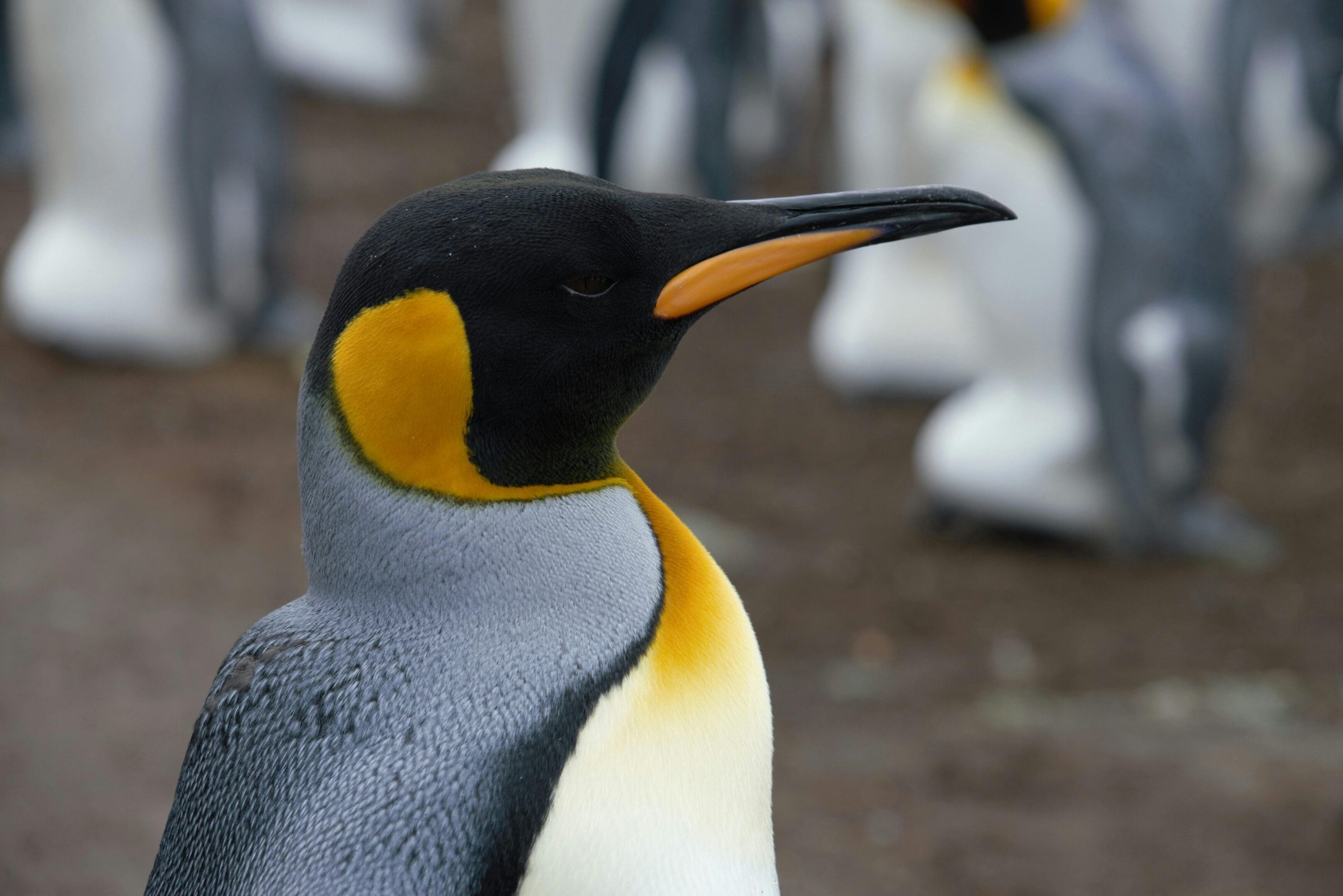King penguin close-up profile view.