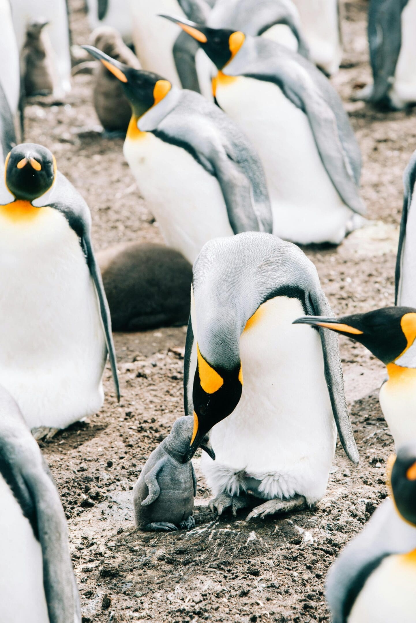 King penguin feeding its chick.