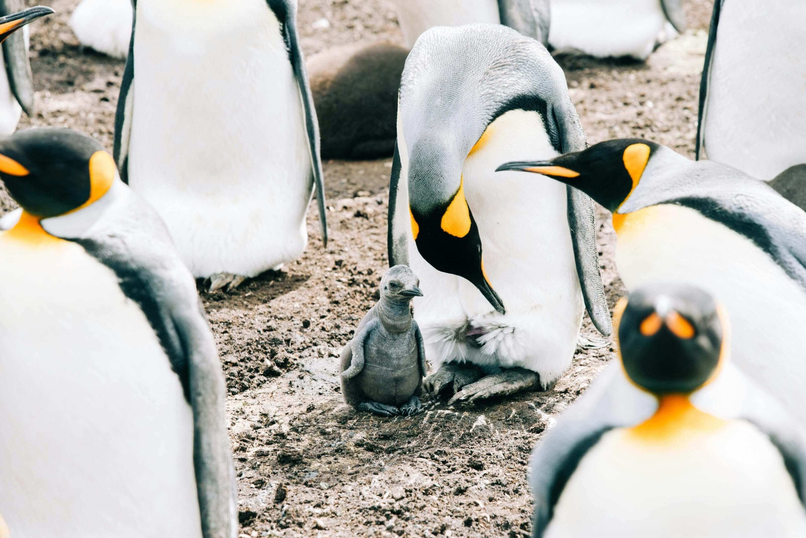 King penguin feeding its chick.